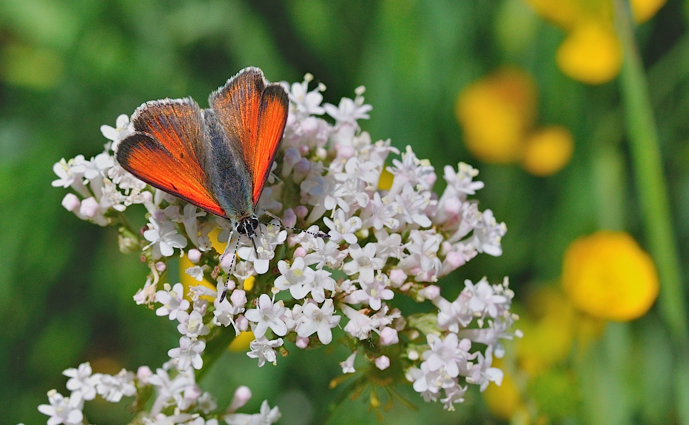 Foto B048559, © Adriaan van Os, Corsavy 01-07-2018, H�he 1350 m, ♂ Lycaena hippothoe