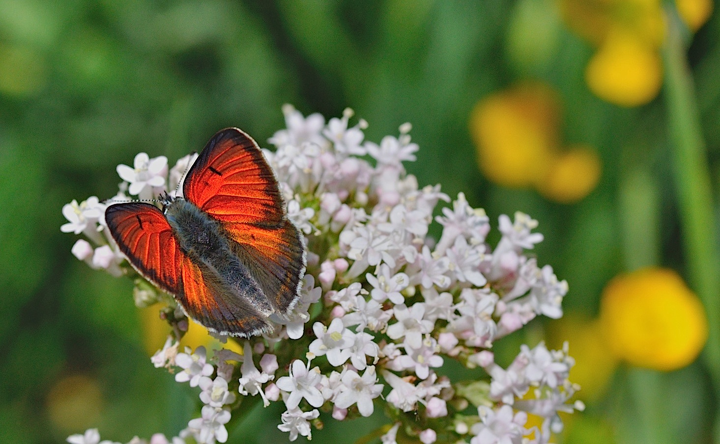 foto B048565, © Adriaan van Os, Corsavy 01-07-2018, altitud 1350 m, ♂ Lycaena hippothoe
