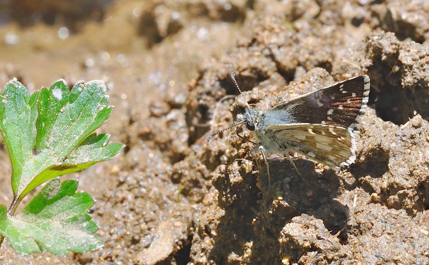 foto B048845, © Adriaan van Os, Corsavy 01-07-2018, altitud 1350 m, Pyrgus serratulae ?