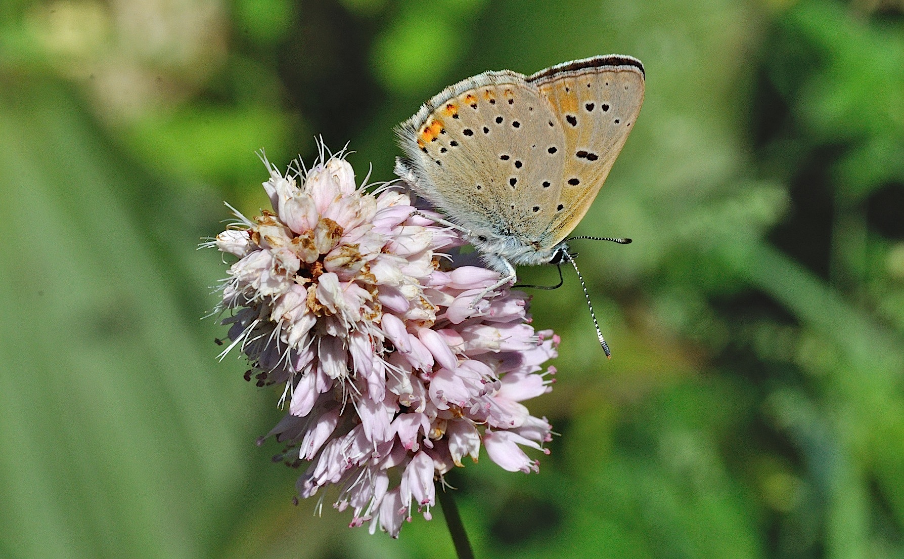 photo B048982, © Adriaan van Os, Corsavy 01-07-2018, altitudo 1350 m, ♂ Lycaena hippothoe