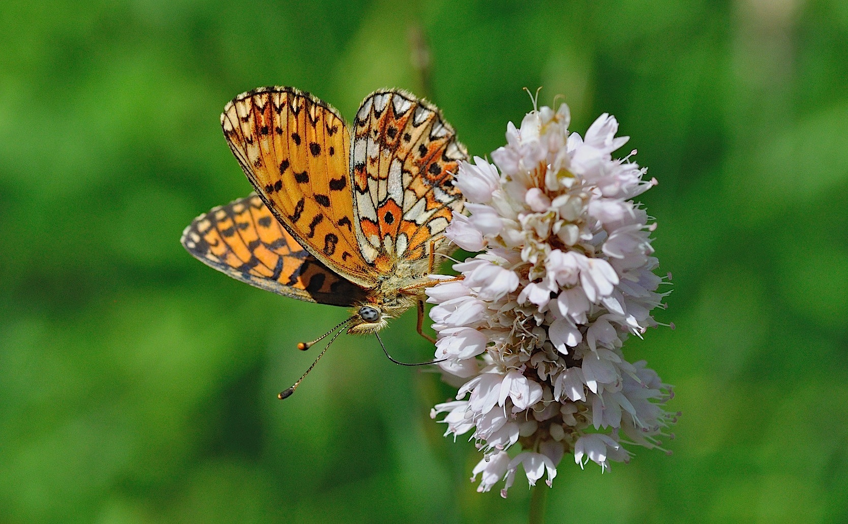 foto B049141, © Adriaan van Os, Corsavy 01-07-2018, altitud 1350 m, ♀ Boloria selene