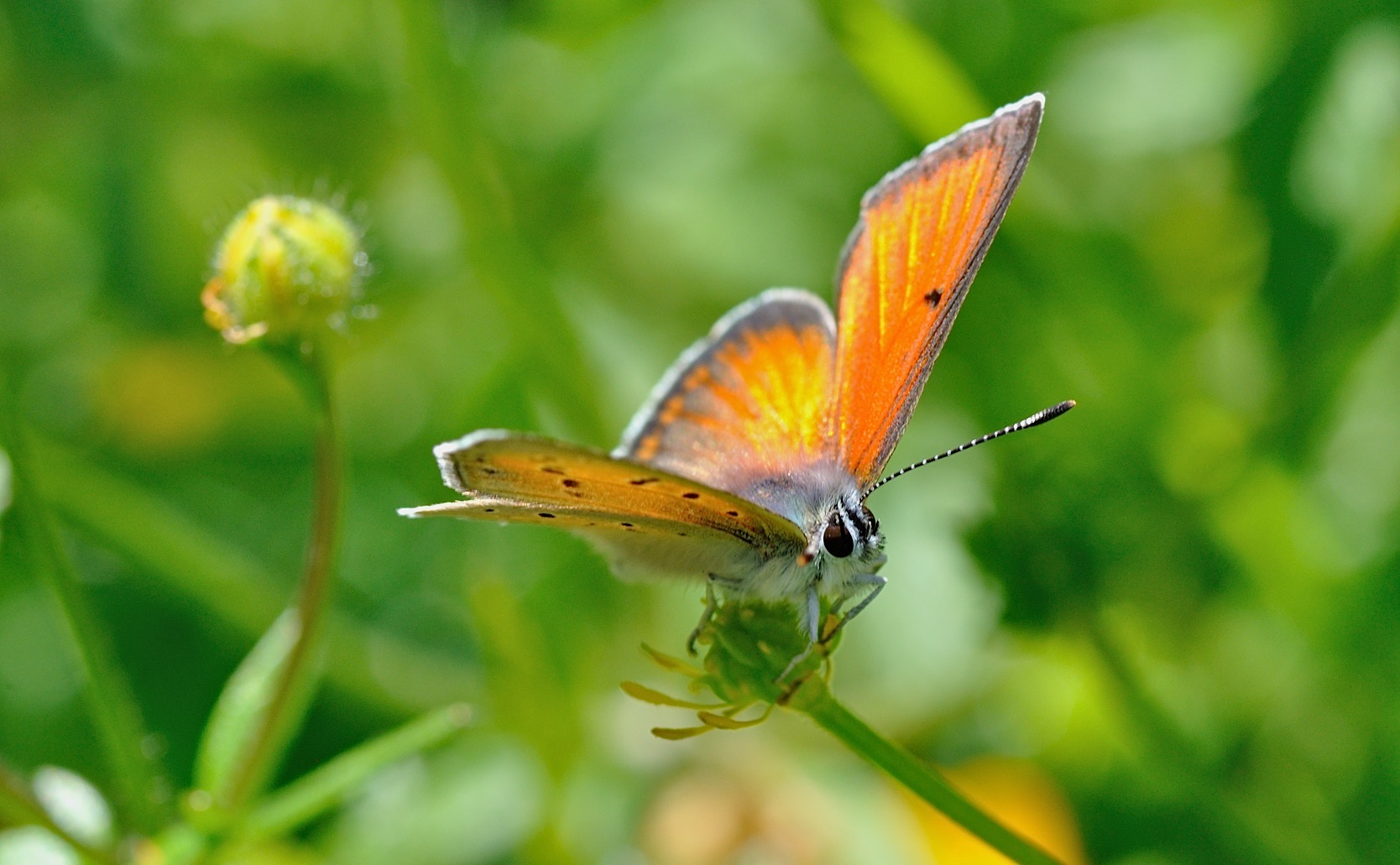 foto B049466, © Adriaan van Os, Corsavy 04-07-2018, altitud 1350 m, ♂ Lycaena hippothoe