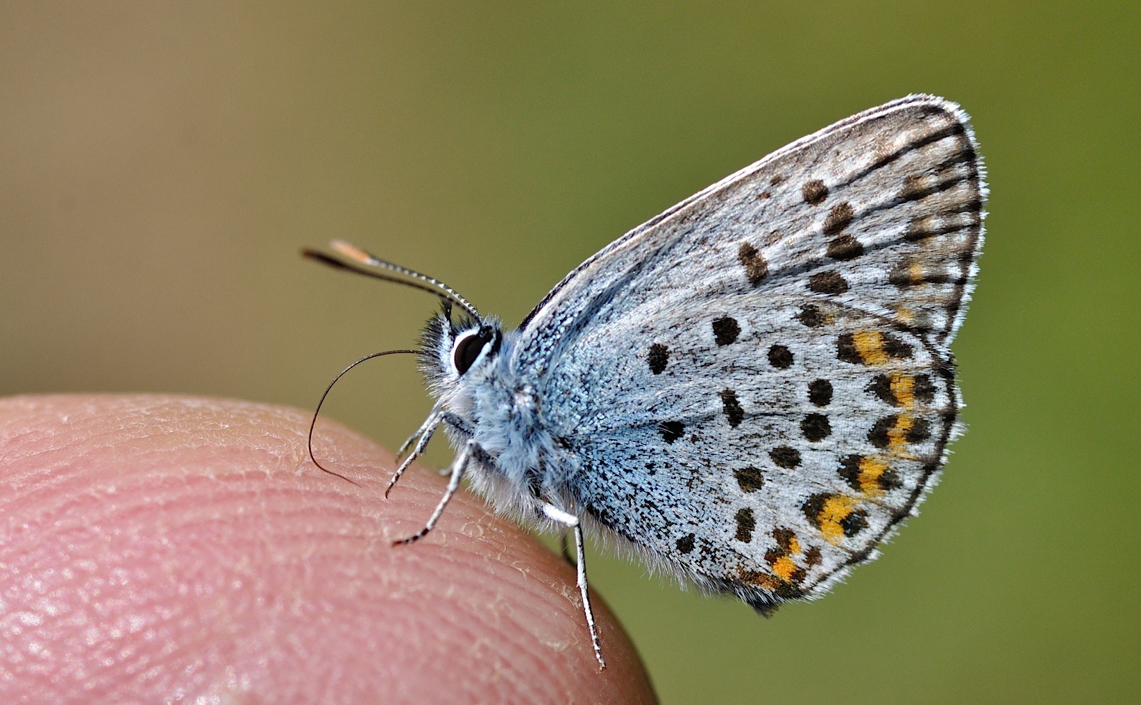 photo B049789, © Adriaan van Os, Corsavy 04-07-2018, altitude 1350 m, ♂ Plebejus argus