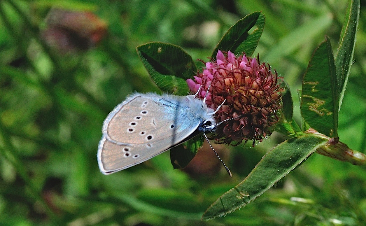 foto B049889, © Adriaan van Os, Corsavy 04-07-2018, altitud 1350 m, Cyaniris semiargus ?