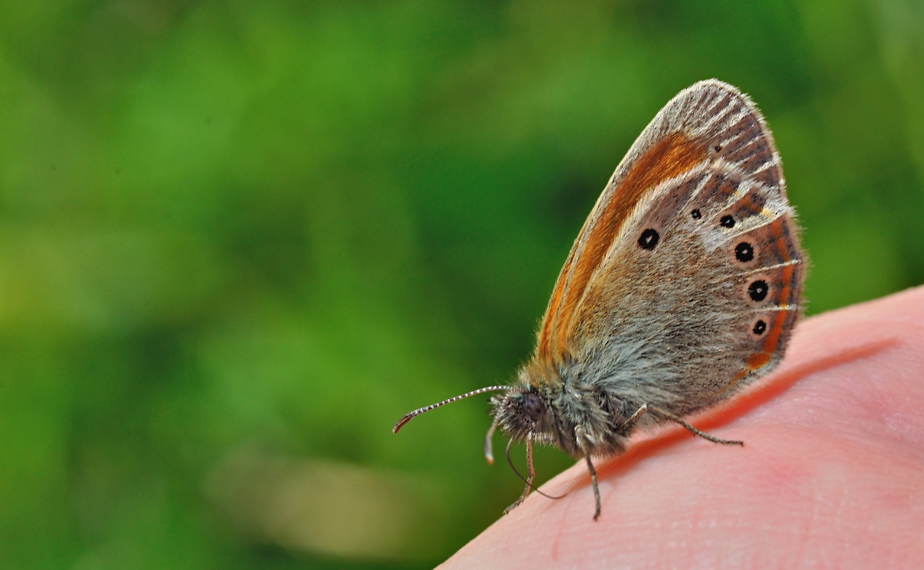 Foto B049937, © Adriaan van Os, Corsavy 04-07-2018, H�he 1350 m, Coenonympha glycerion