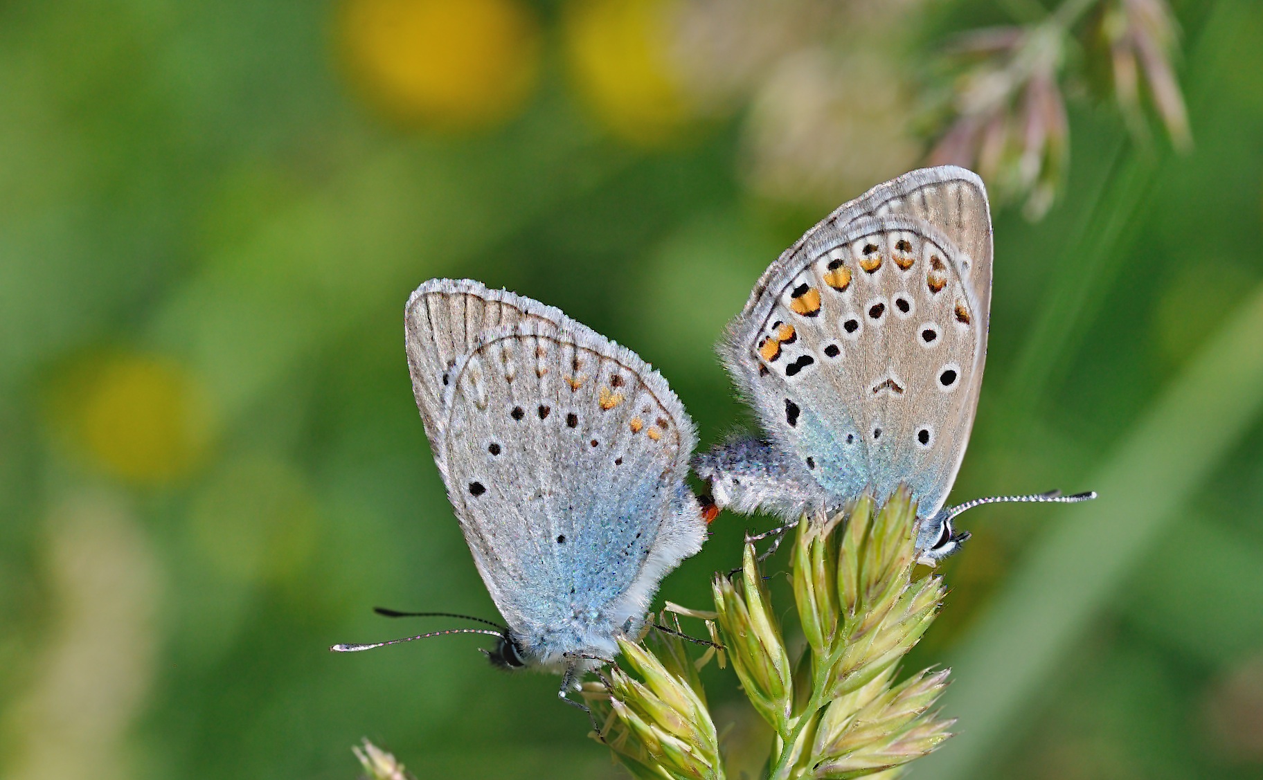 photo B050044, © Adriaan van Os, Corsavy 04-07-2018, altitude 1350 m, Polyommatus amandus, mating