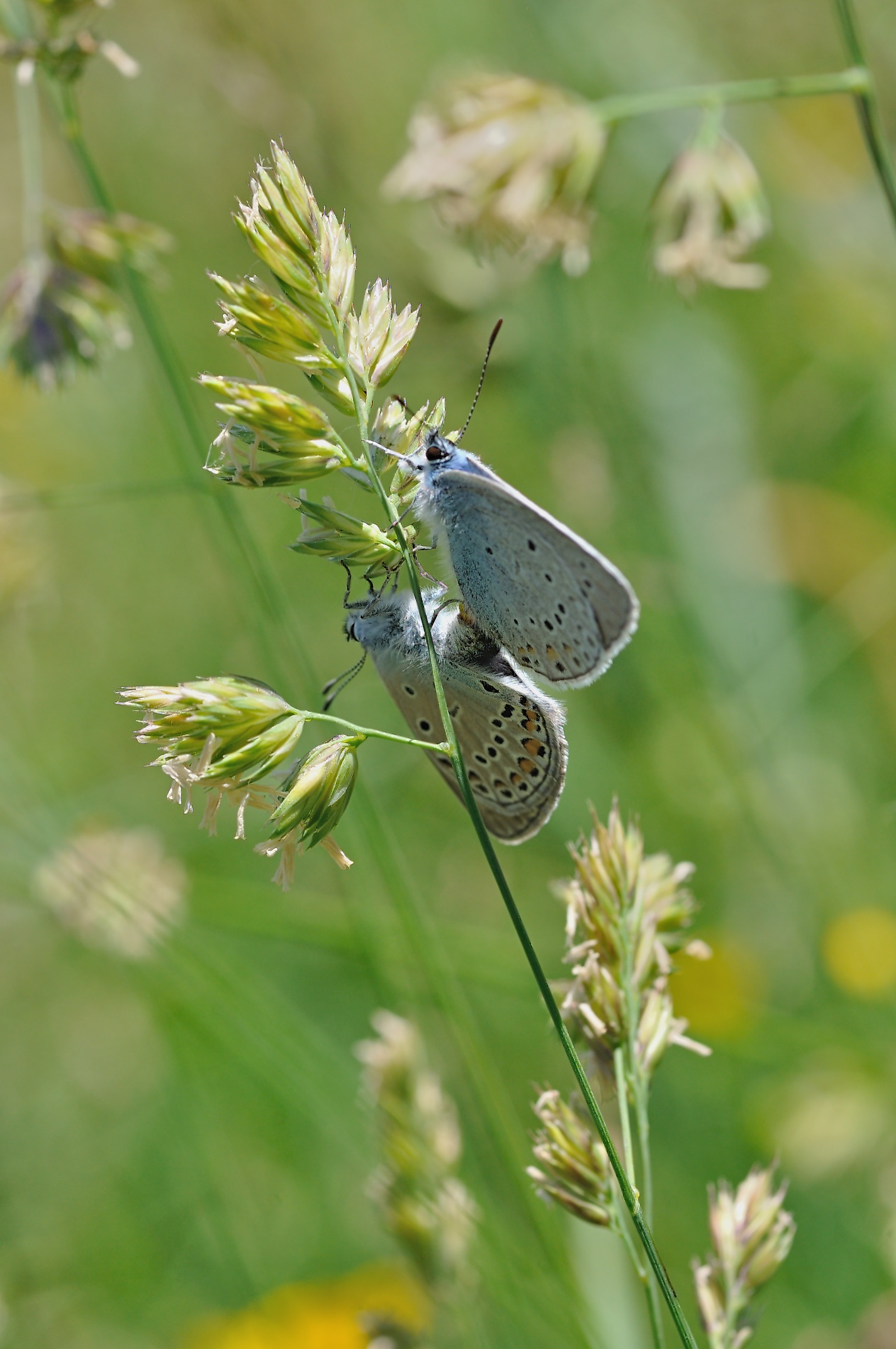 photo B050065, © Adriaan van Os, Corsavy 04-07-2018, altitude 1350 m, Polyommatus amandus, mating