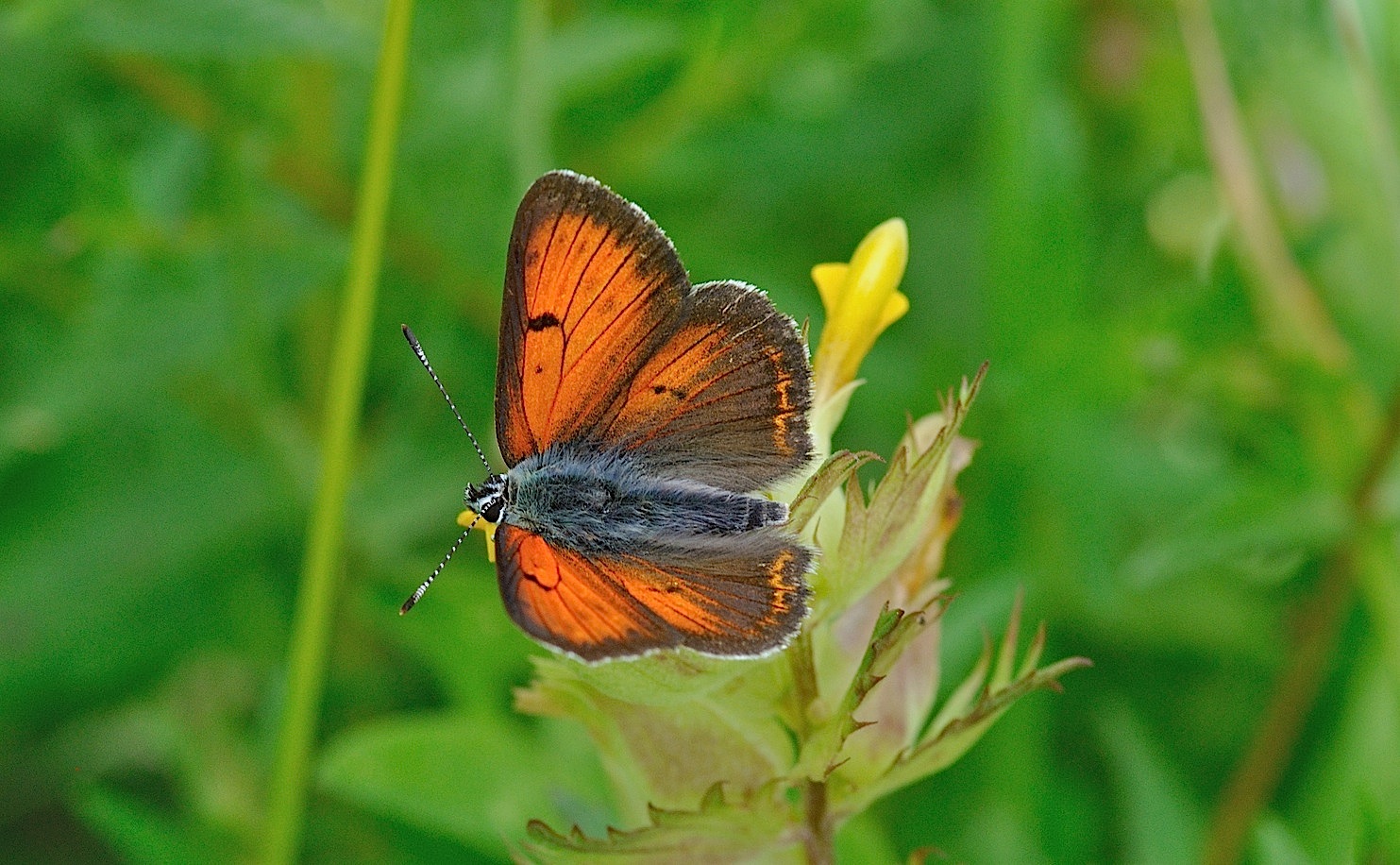 photo B050532, © Adriaan van Os, Corsavy 08-07-2018, altitudo 1350 m, ♂ Lycaena hippothoe
