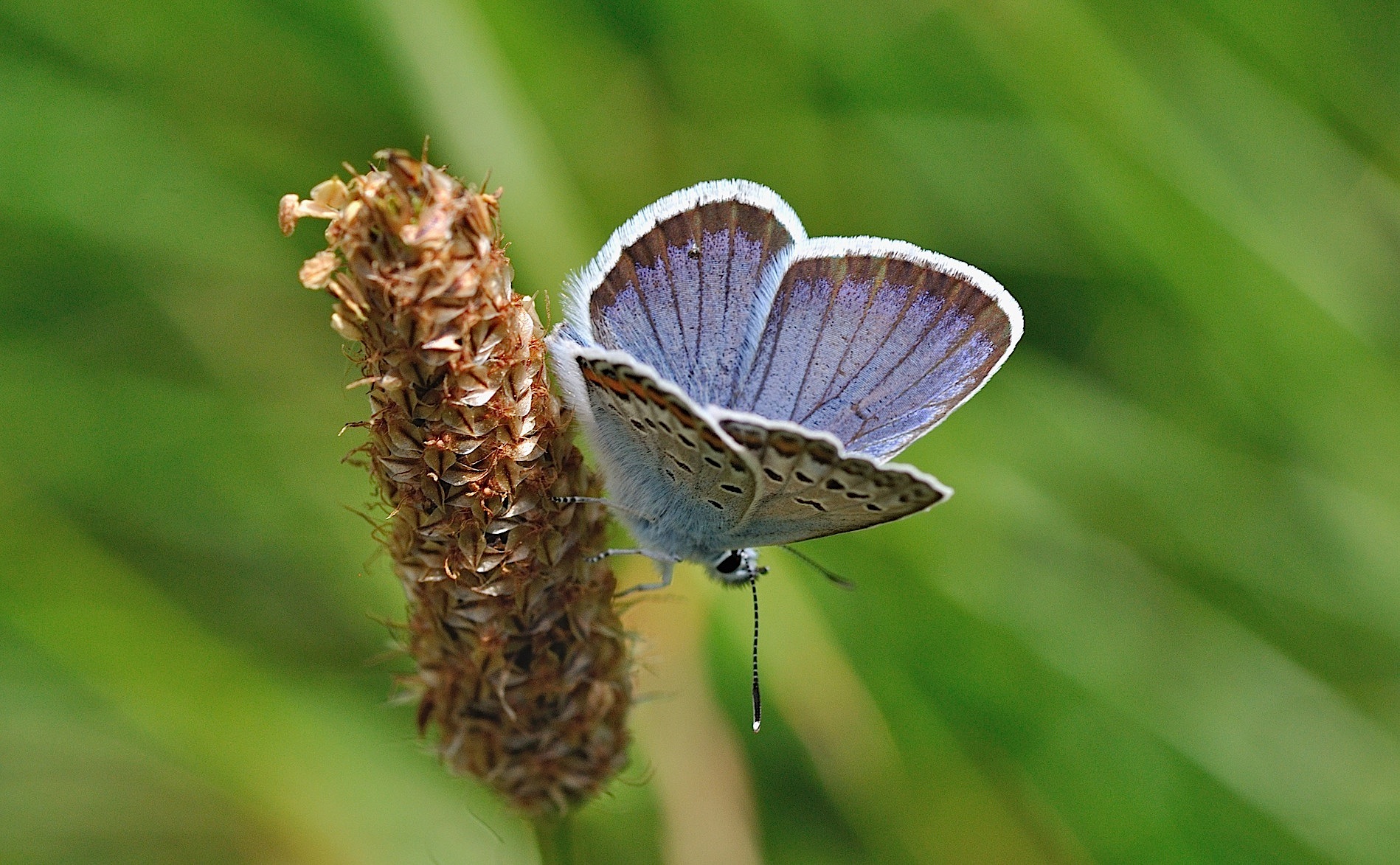 photo B050660, © Adriaan van Os, Corsavy 08-07-2018, altitudo 1350 m, ♂ Plebejus argus