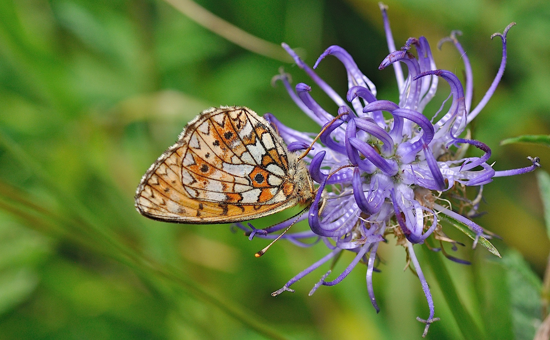 foto B050734, © Adriaan van Os, Corsavy 08-07-2018, altitud 1350 m, Boloria selene