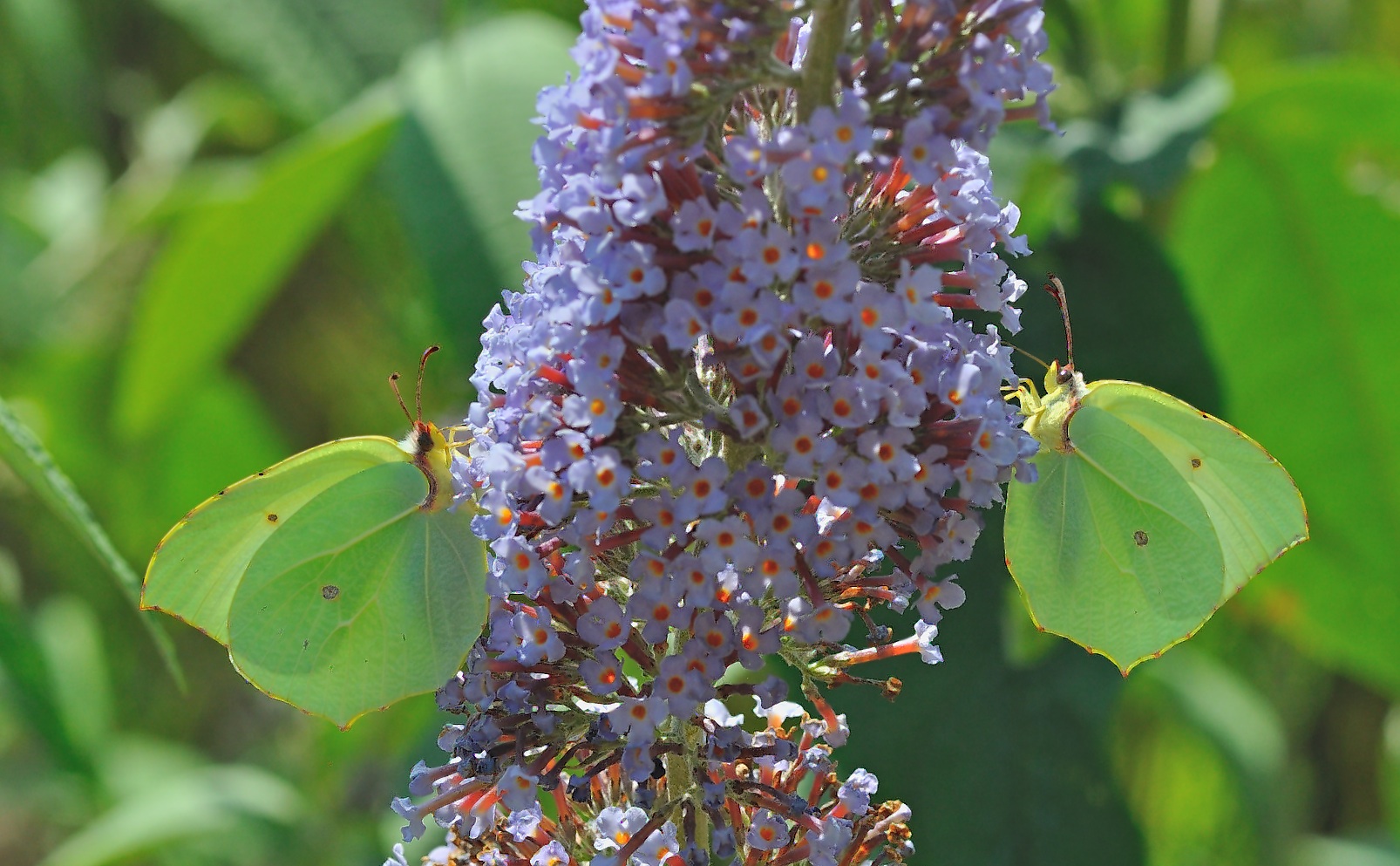 Foto B051246, © Adriaan van Os, Montferrer 10-07-2018, H�he 800 m, ♀ Gonepteryx cleopatra