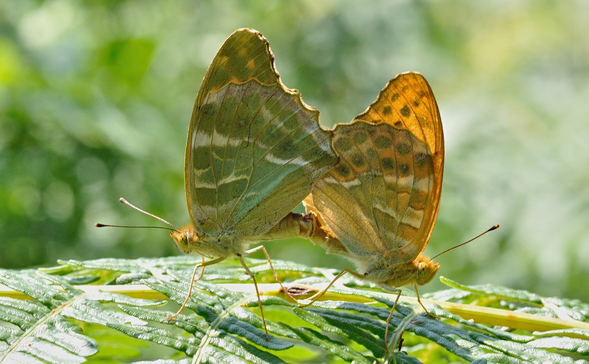 Foto B051345, © Adriaan van Os, Corsavy 13-07-2018, H�he 800 m, Argynnis paphia, Copula