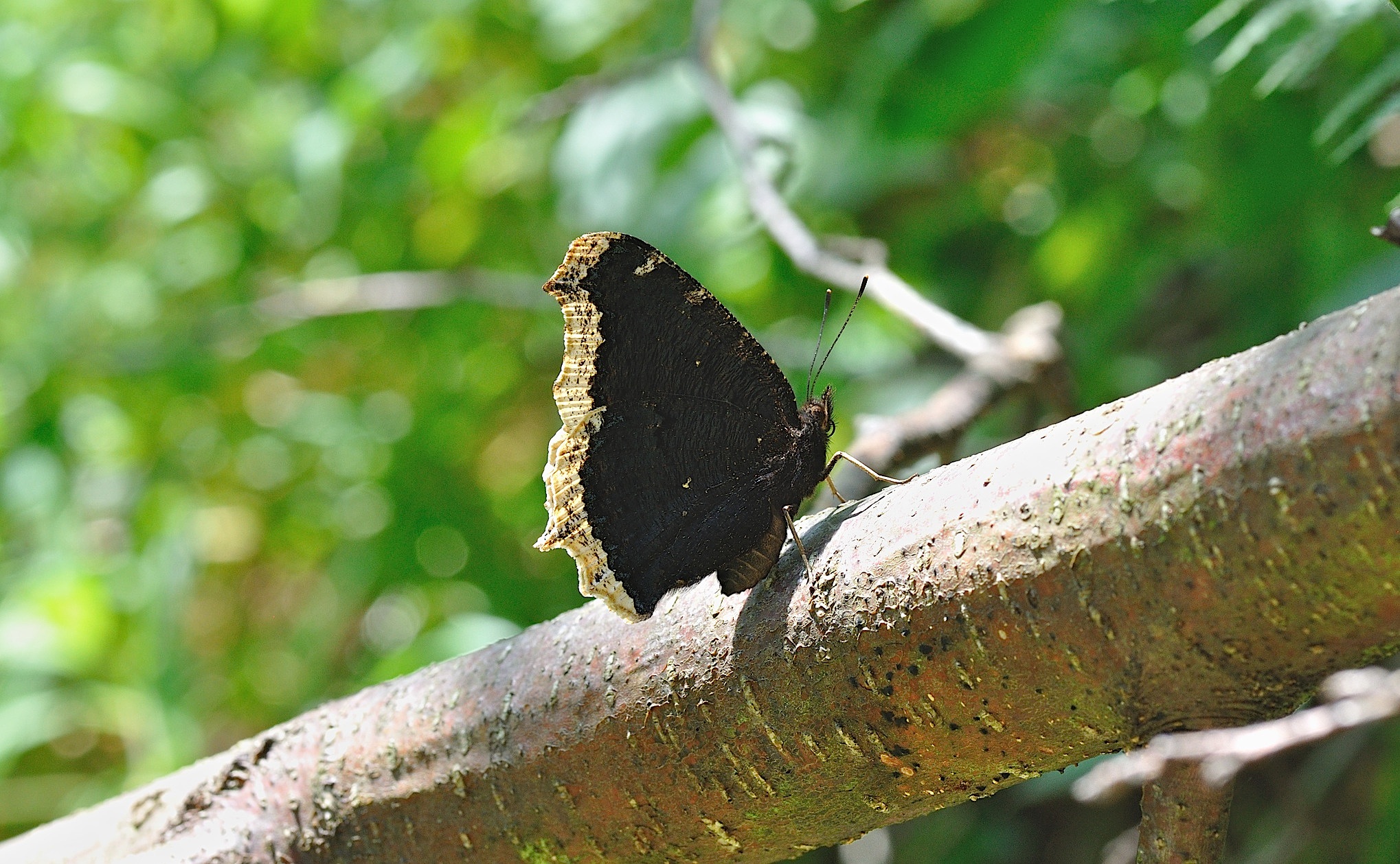photo B051947, © Adriaan van Os, Corsavy 18-07-2018, altitude 800 m, Nymphalis antiopa
