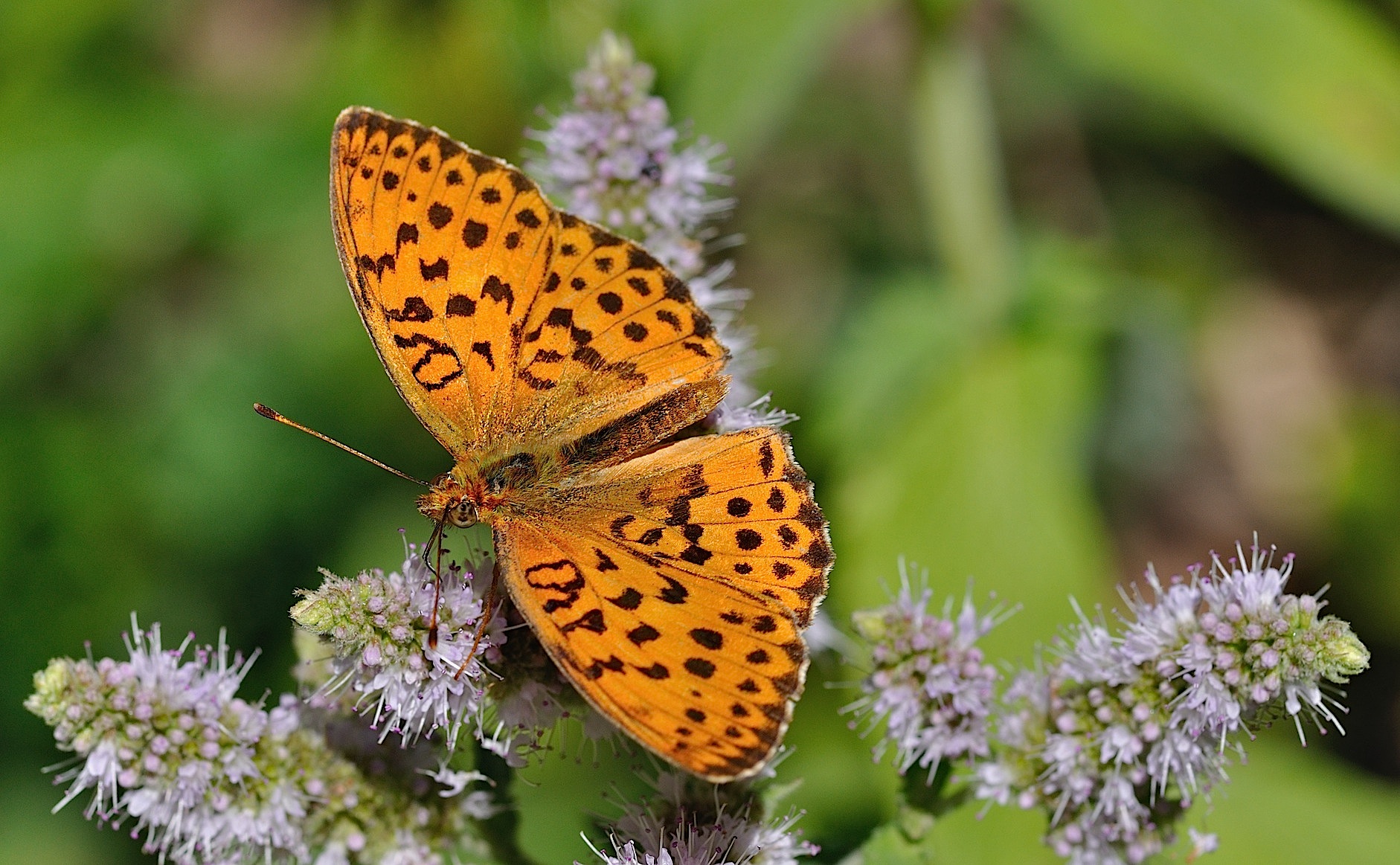 foto B052606, © Adriaan van Os, Corsavy 23-07-2018, altitud 800 m, Brenthis daphne