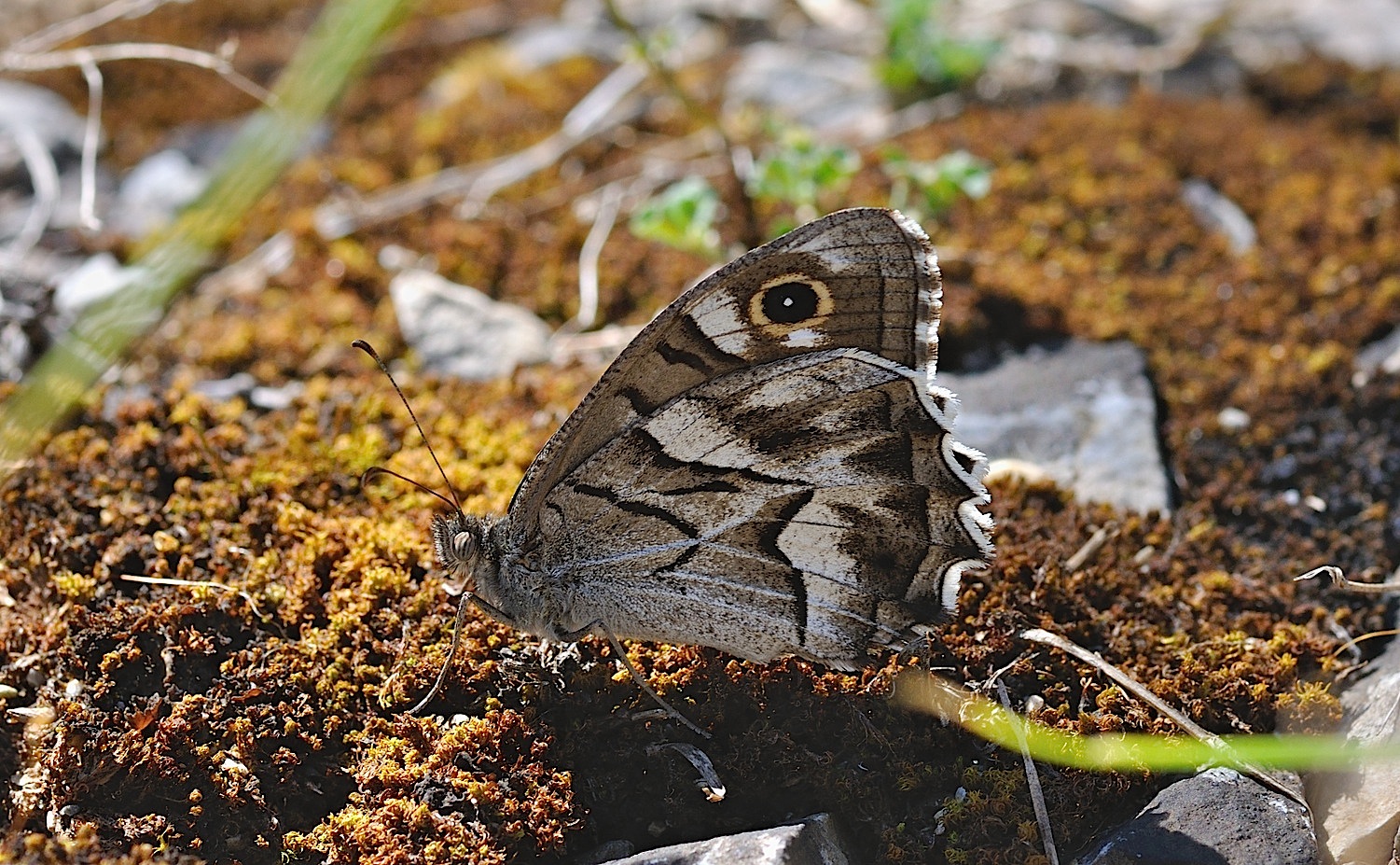 foto B052738, © Adriaan van Os, Montferrer 23-07-2018, hoogte 700 m, Hipparchia fidia