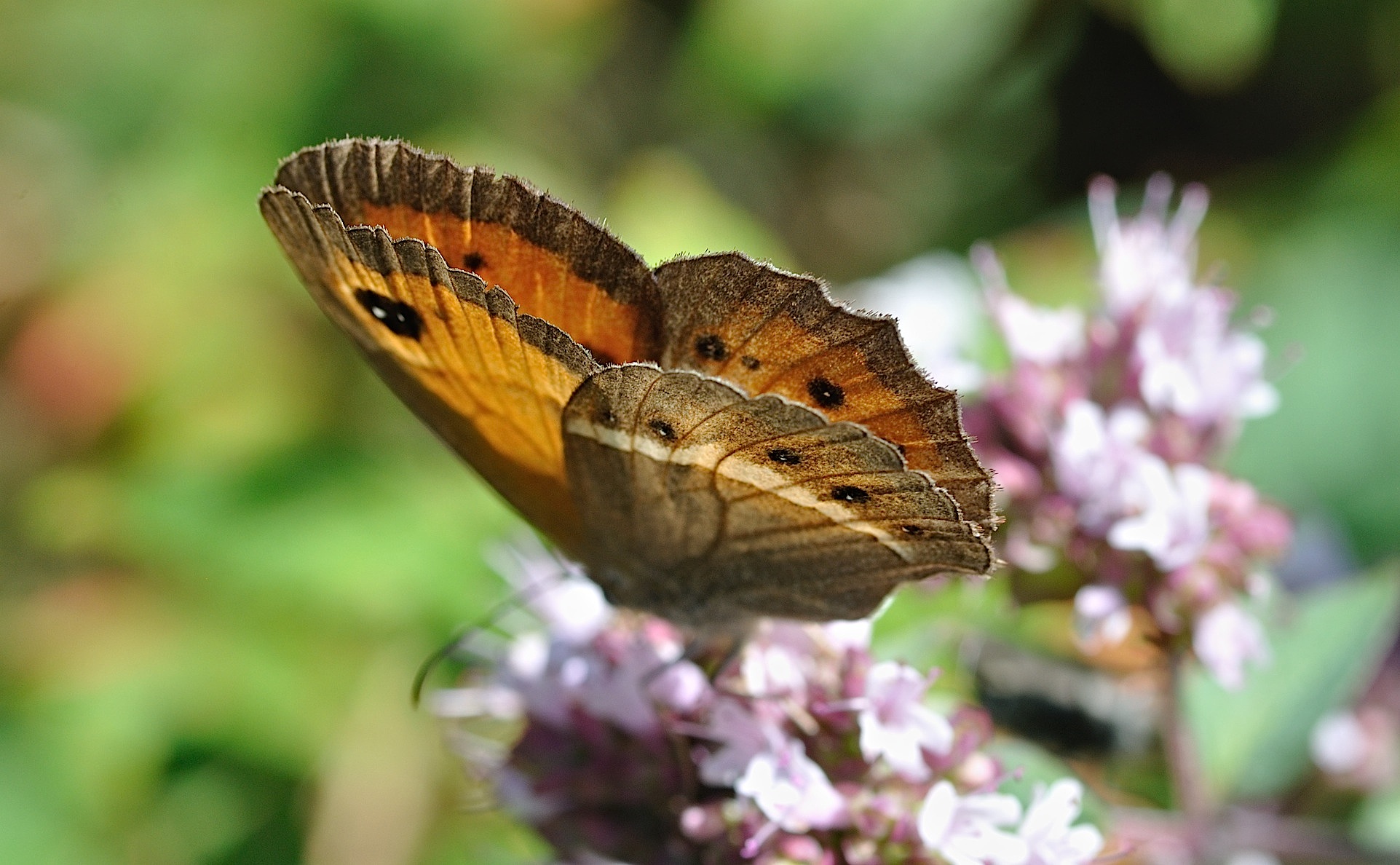 foto B052793, © Adriaan van Os, Montferrer 23-07-2018, altitud 700 m, ♂ Pyronia bathseba