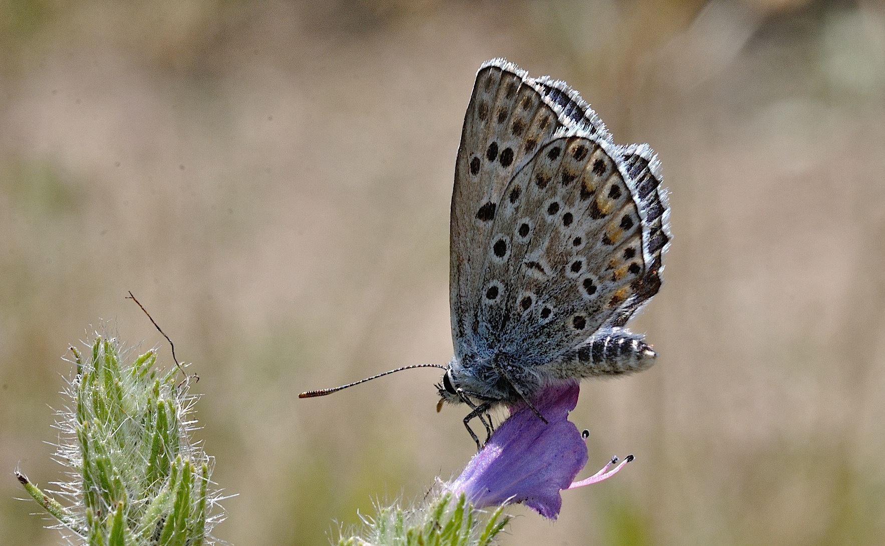 foto B052903, © Adriaan van Os, Corsavy 25-07-2018, altitud 950 m, ♂ Polyommatus escheri