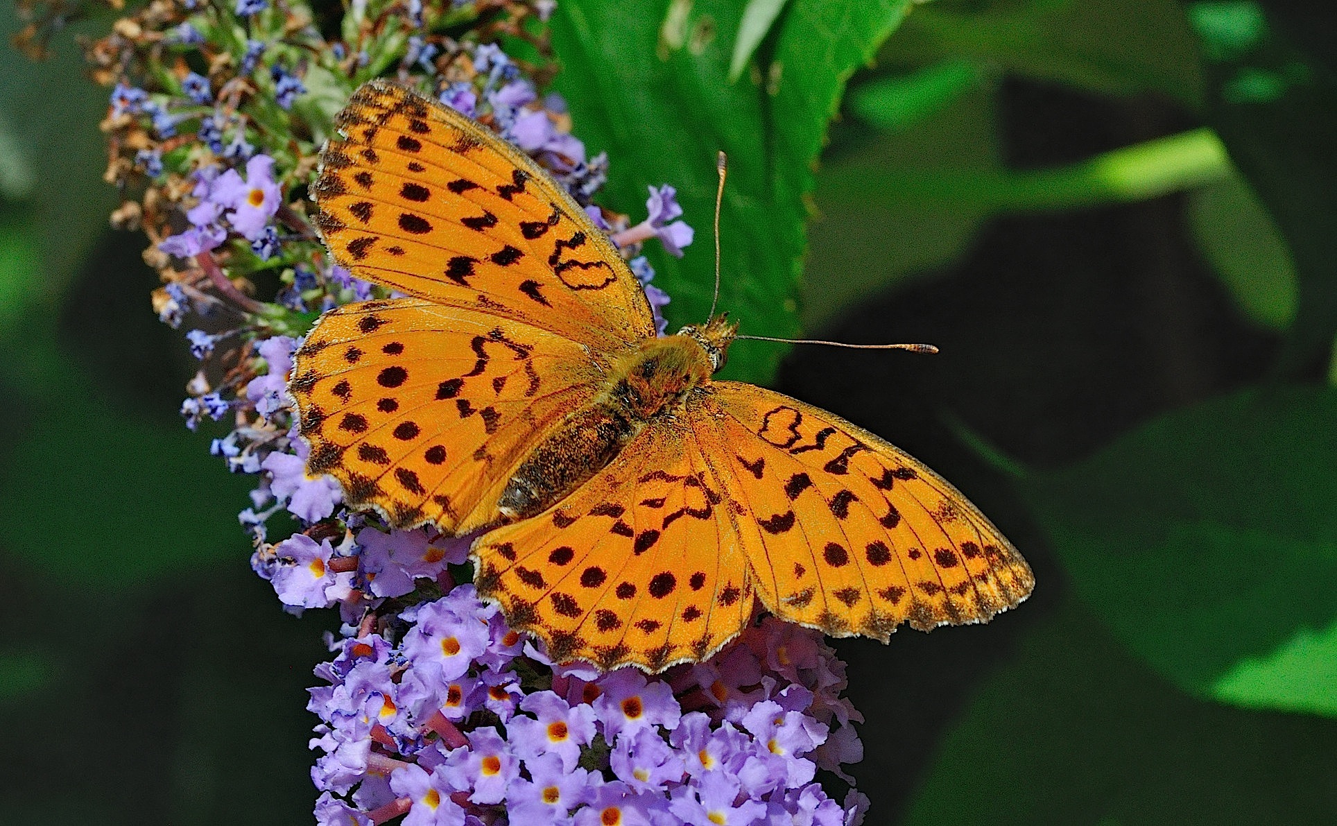 Foto B052990, © Adriaan van Os, Corsavy 25-07-2018, H�he 950 m, Brenthis daphne