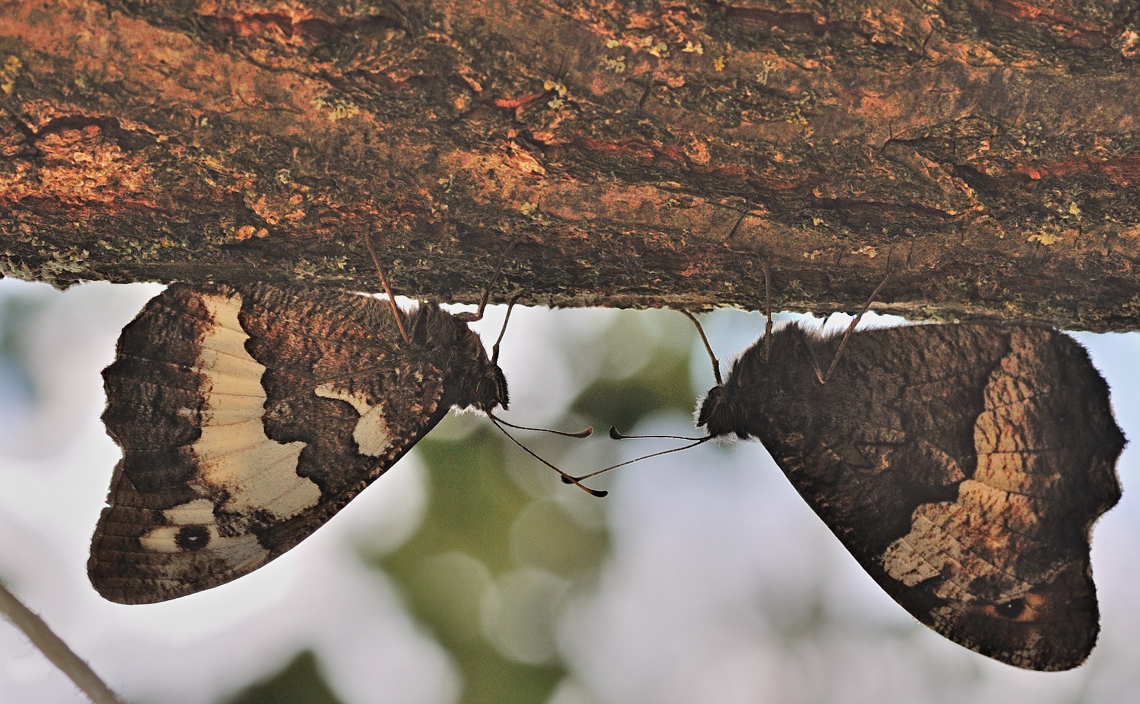 photo B053029, © Adriaan van Os, Corsavy 26-07-2018, altitudo 800 m, Brintesia circe (sinistra) cum Hipparchia fagi (dextra)