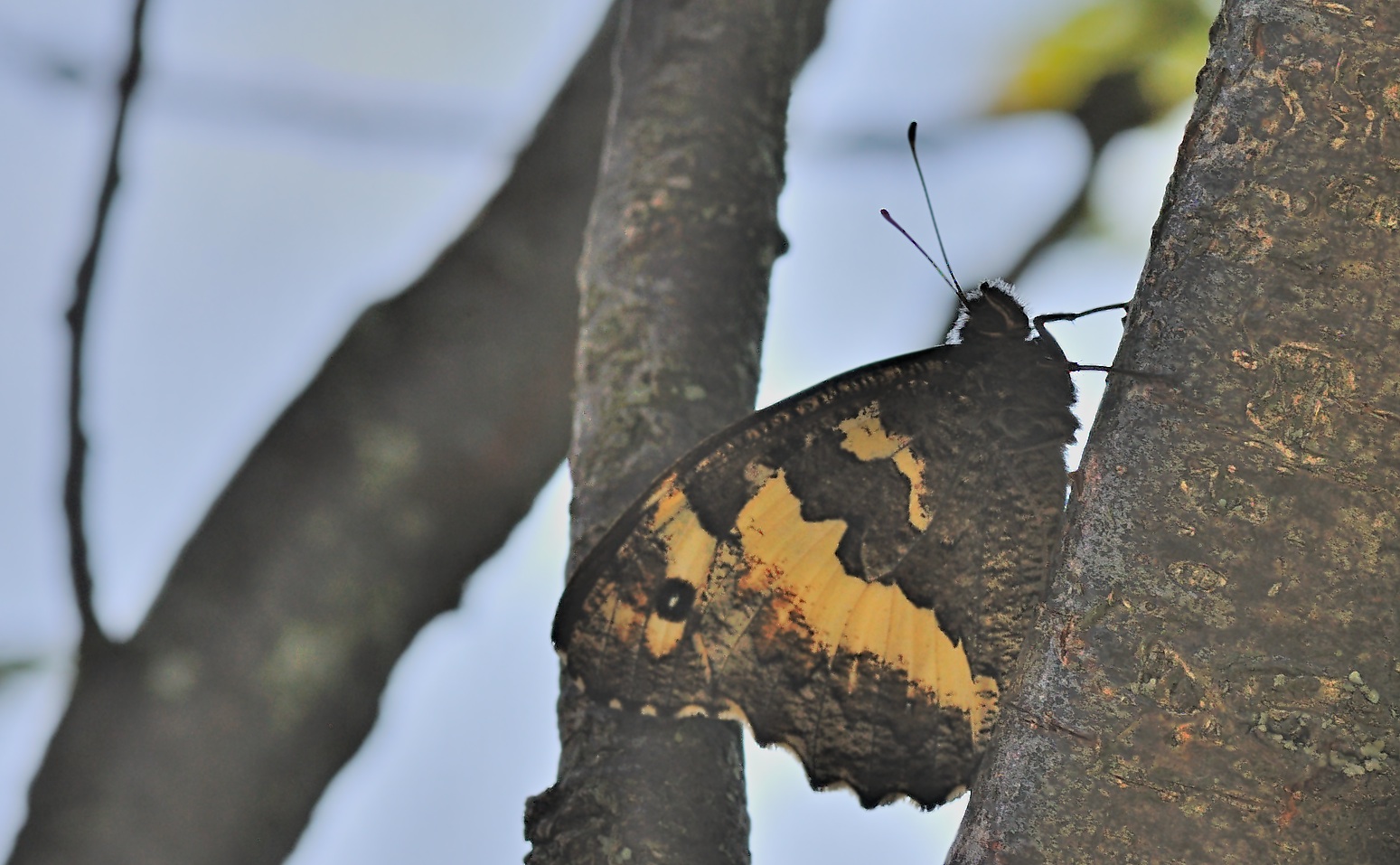 Foto B053145, © Adriaan van Os, Corsavy 30-07-2018, H�he 1300 m, Brintesia circe