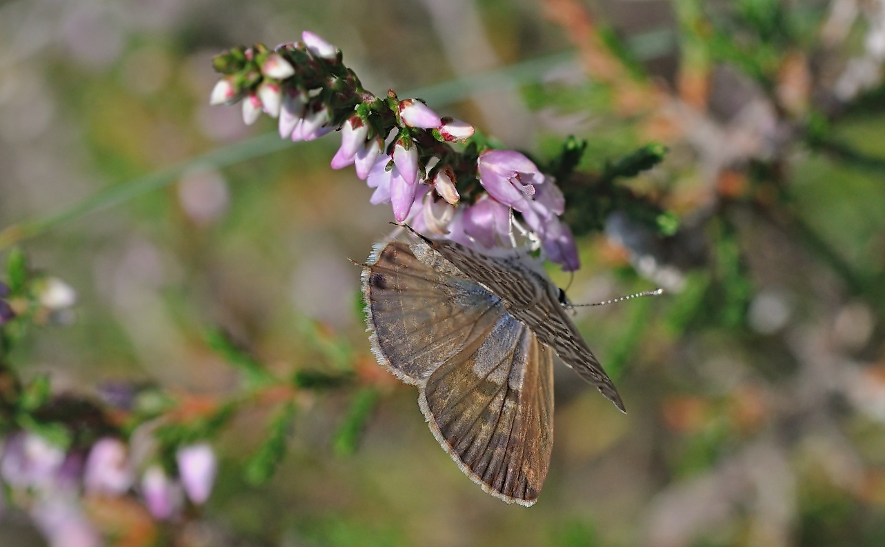 photo B053168, © Adriaan van Os, Corsavy 30-07-2018, altitudo 1300 m, ♀ Leptotes pirithous