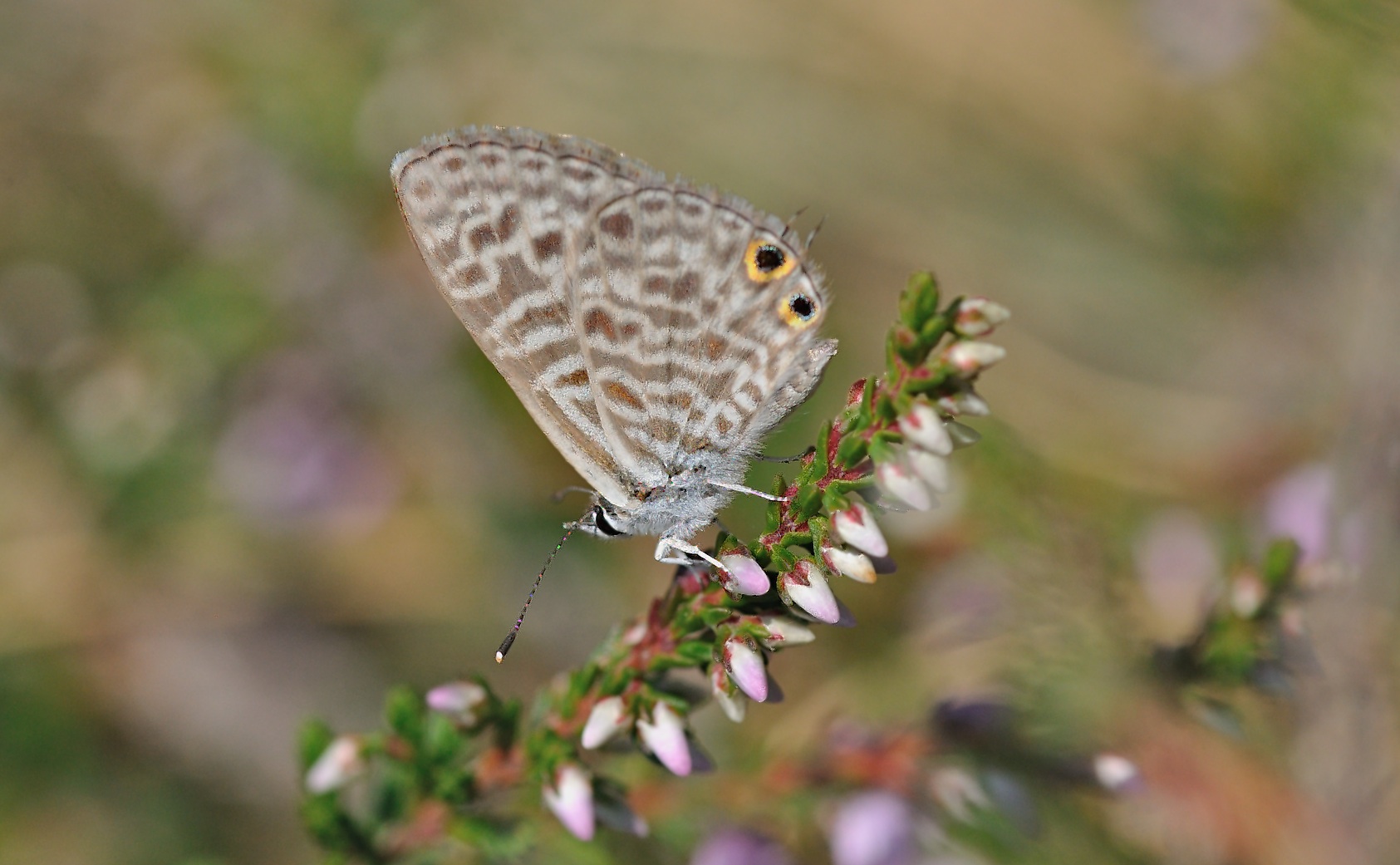 photo B053178, © Adriaan van Os, Corsavy 30-07-2018, altitudo 1300 m, Leptotes pirithous