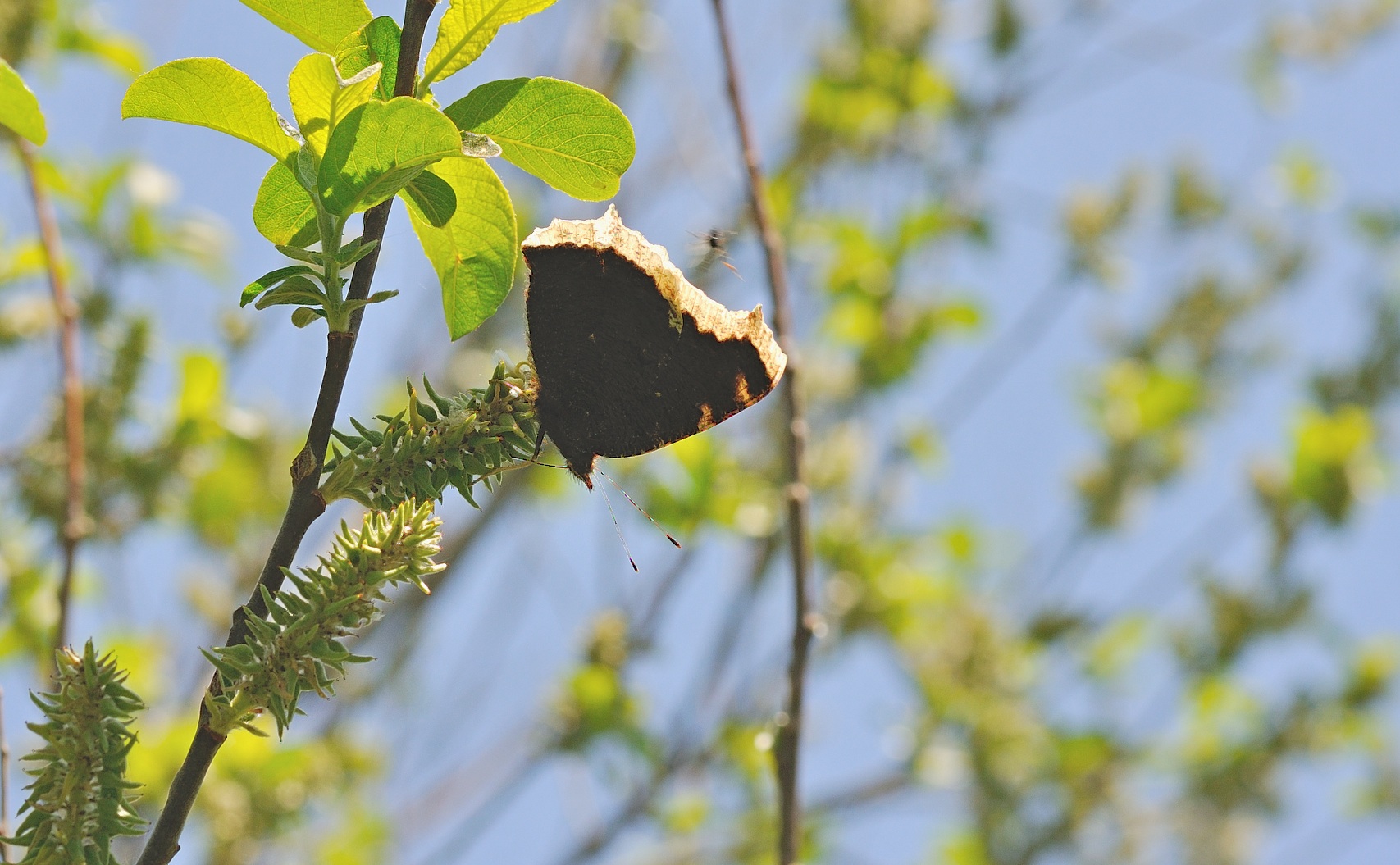 foto B054981, © Adriaan van Os, Corsavy 05-06-2019, altitud 1350 m, Nymphalis antiopa