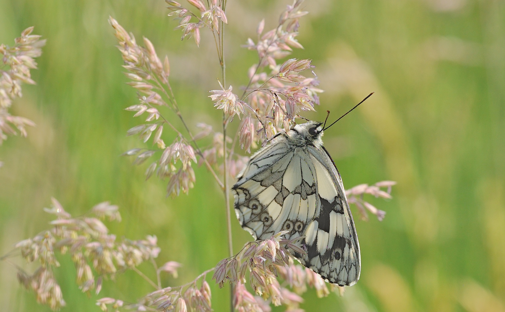 foto B055645, © Adriaan van Os, Corsavy 19-06-2019, altitud 750 m, ♂ Melanargia lachesis