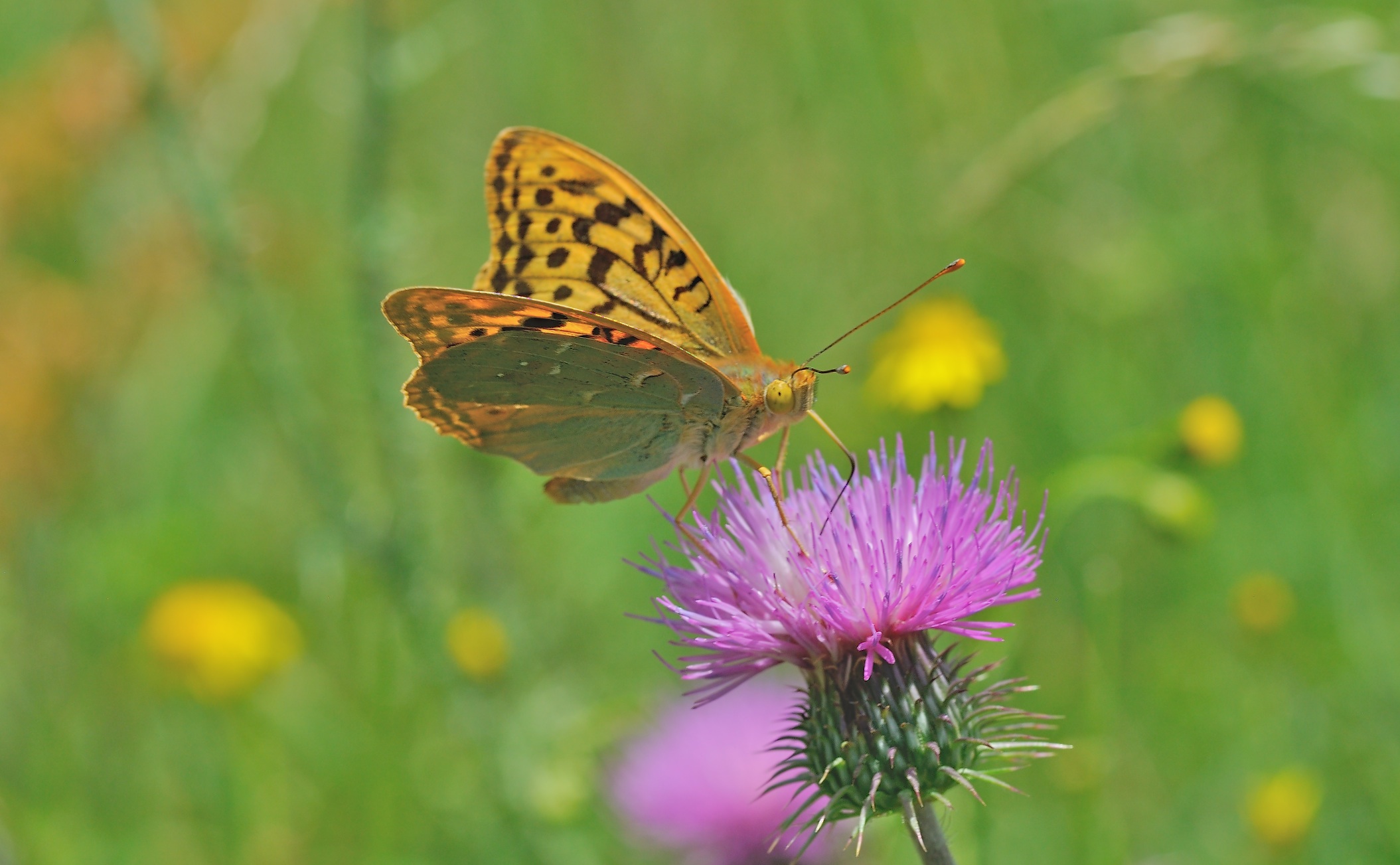 photo B056181, © Adriaan van Os, Corsavy 26-06-2019, altitudo 750 m, ♂ Argynnis pandora