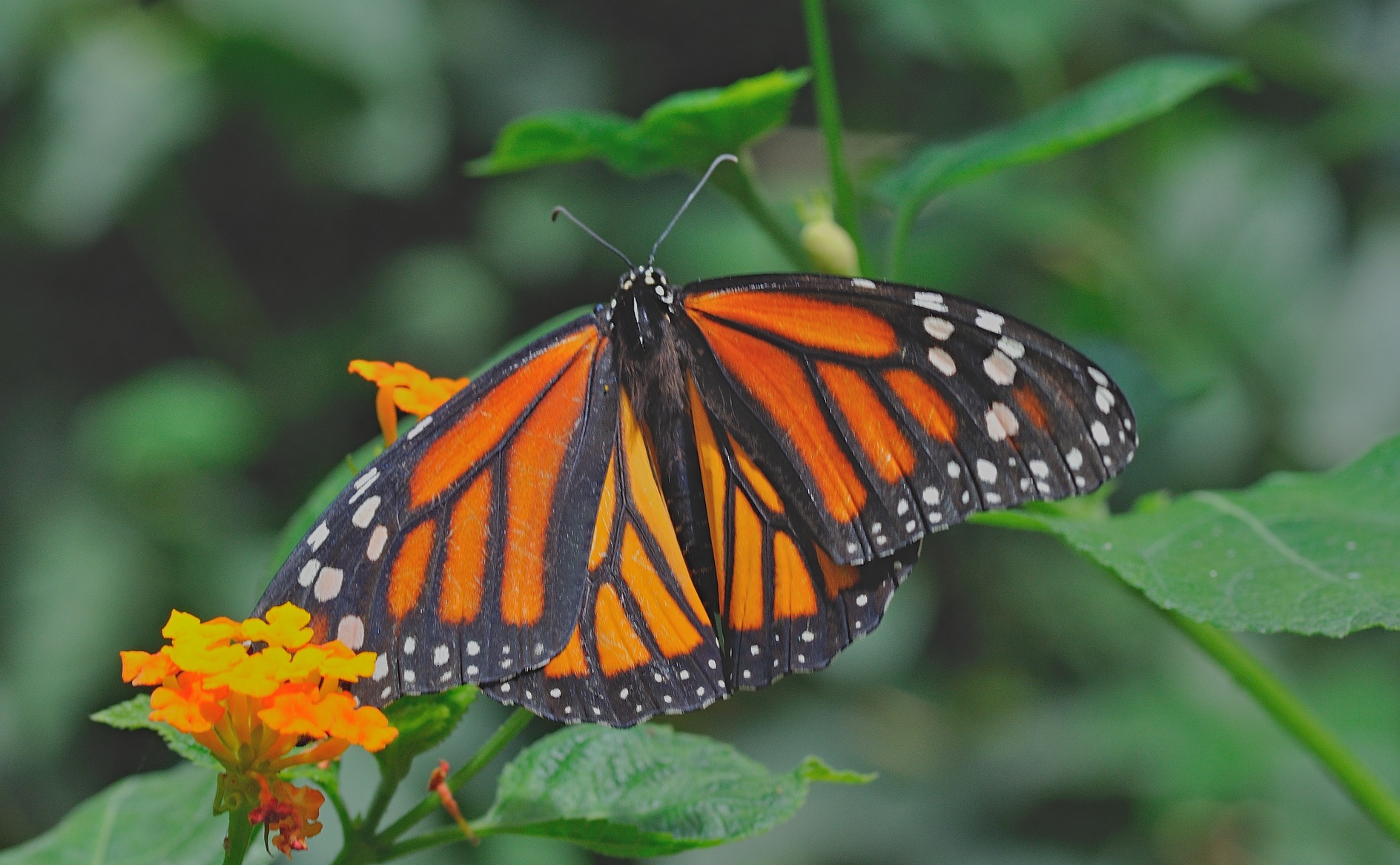foto B056632, © Adriaan van Os, Castell� d� Emp�ries (Butterfly Park Empuriabrava) 04-07-2019, ♀ Danaus plexippus