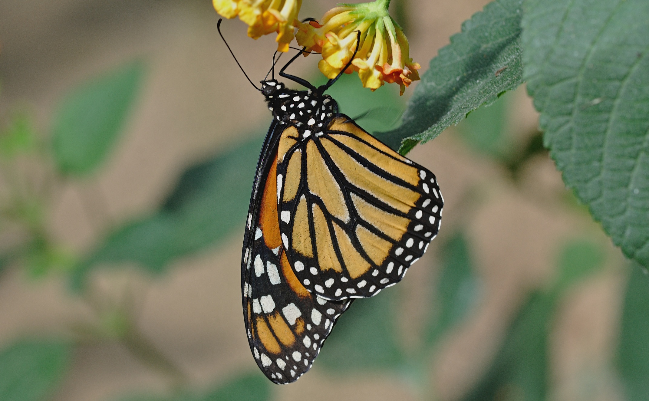 photo B056647, © Adriaan van Os, Castell� d� Emp�ries (Butterfly Park Empuriabrava) 04-07-2019, Danaus plexippus