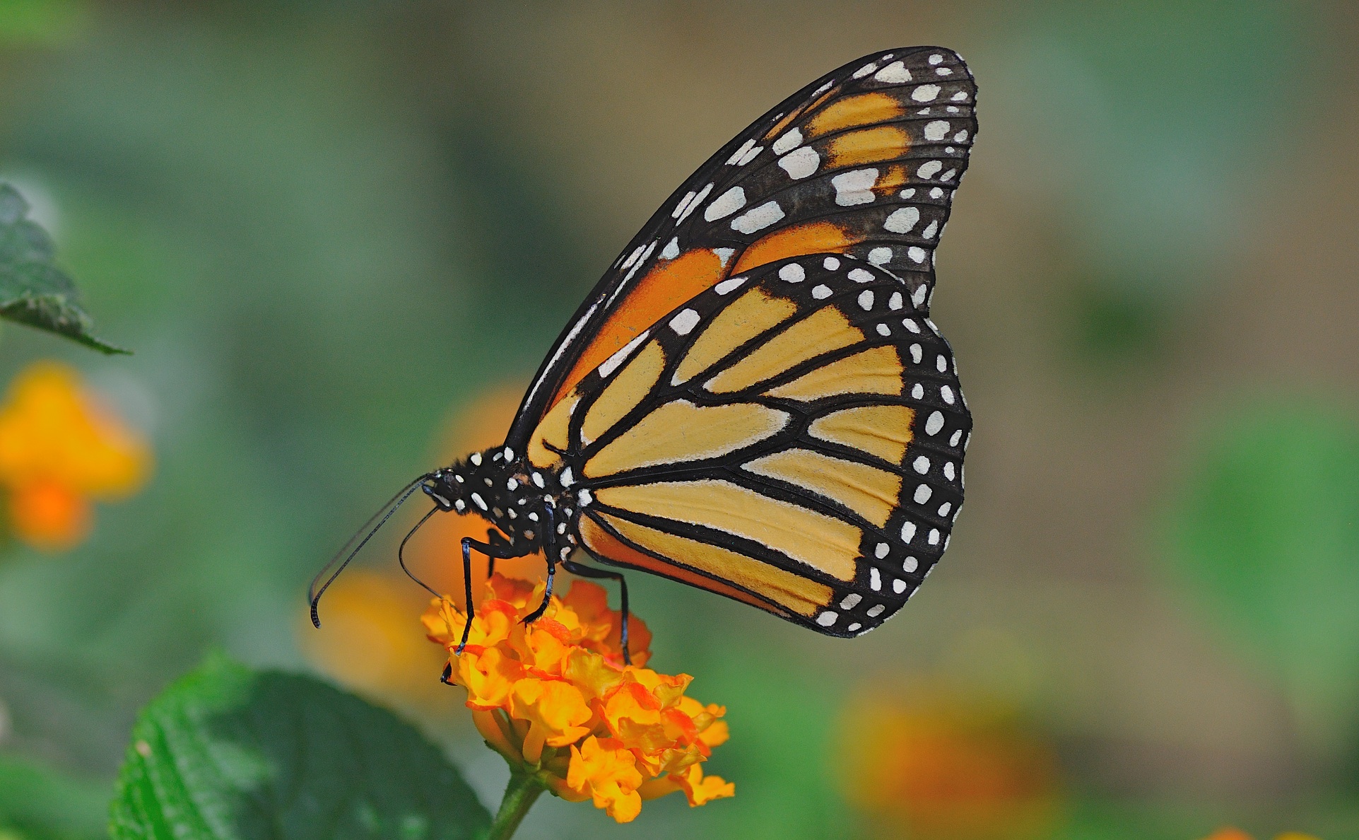 photo B056700, © Adriaan van Os, Castell� d� Emp�ries (Butterfly Park Empuriabrava) 04-07-2019, Danaus plexippus
