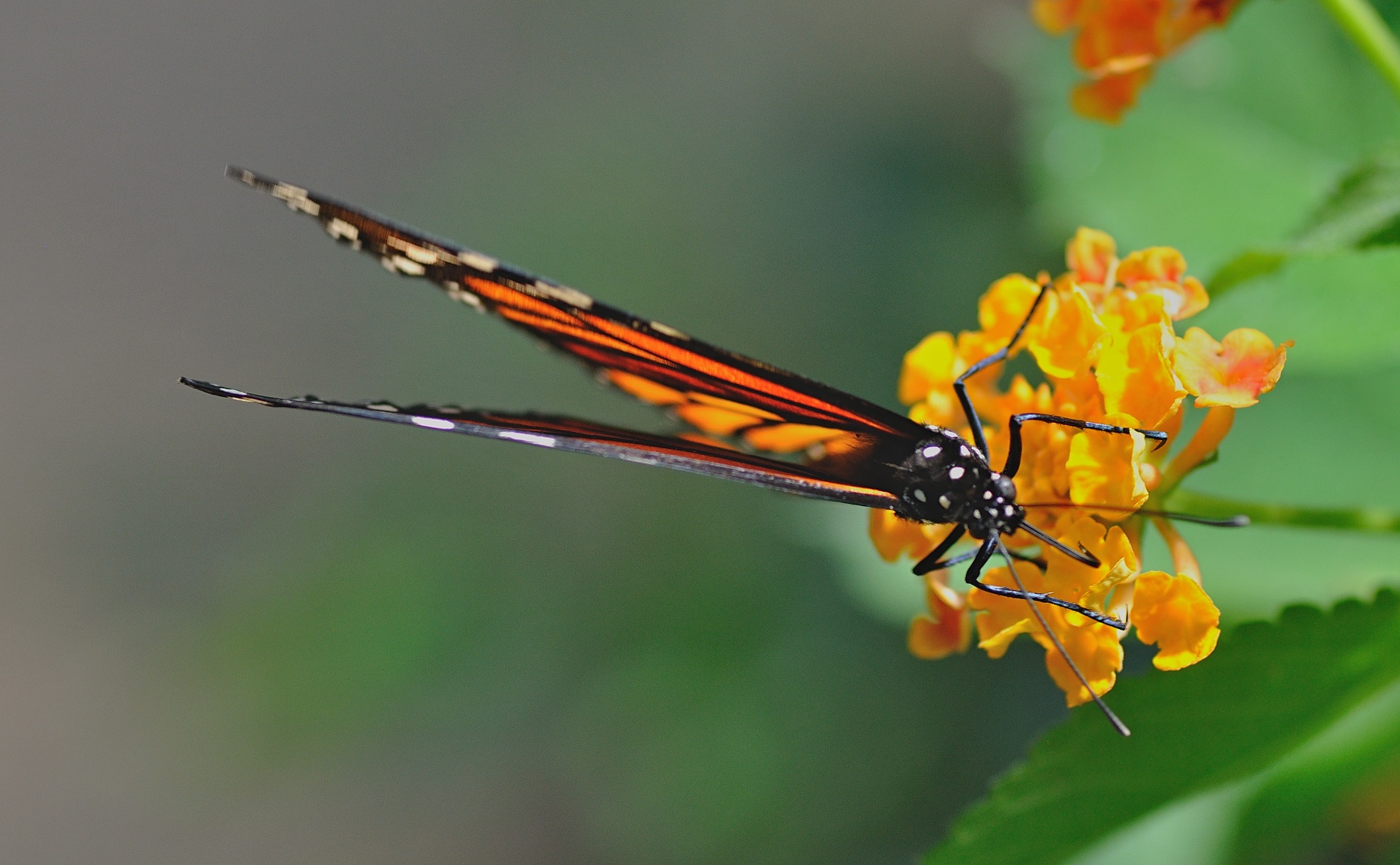 photo B056724, © Adriaan van Os, Castell� d� Emp�ries (Butterfly Park Empuriabrava) 04-07-2019, Danaus plexippus
