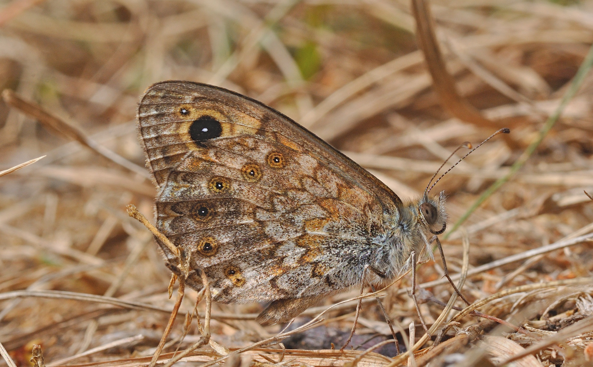 photo B057294, © Adriaan van Os, Corsavy 17-07-2019, altitude 800 m, ♂ Lasiommata megera