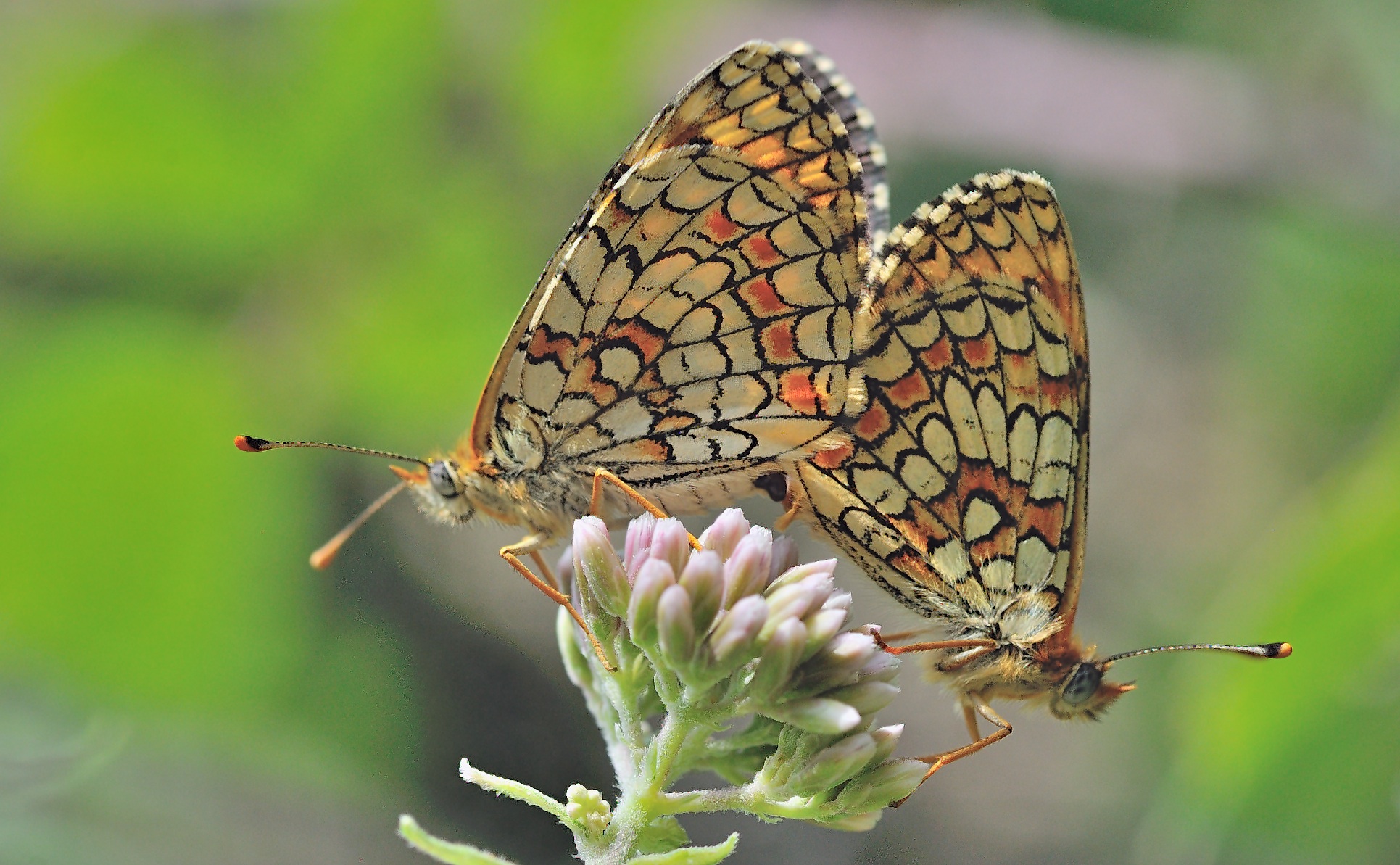 photo B057828, © Adriaan van Os, Corsavy 26-07-2019, altitude 800 m, Melitaea deione, accouplement