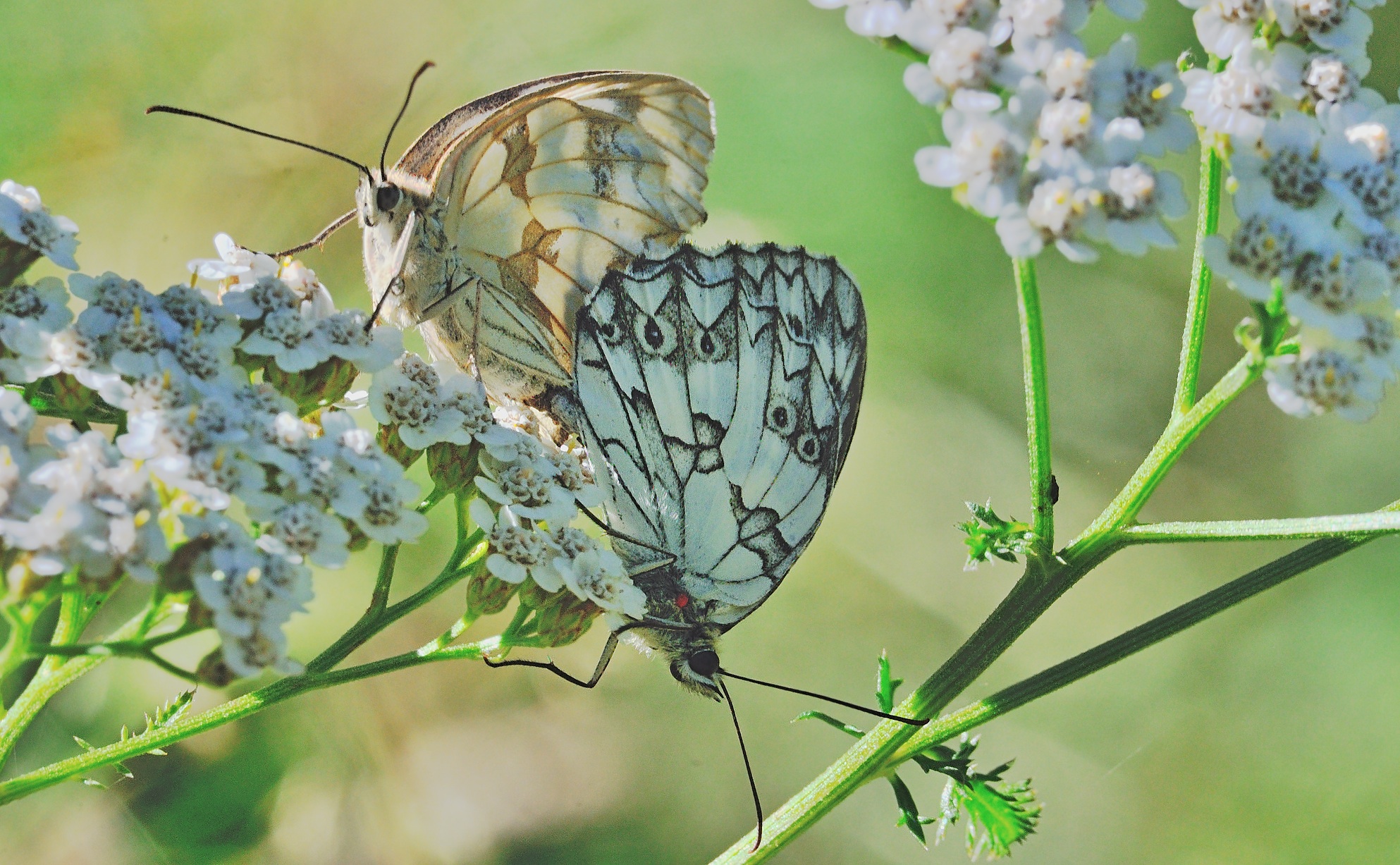 foto B059911, © Adriaan van Os, Corsavy 03-08-2020, altitud 1350 m, Melanargia lachesis, aparellament