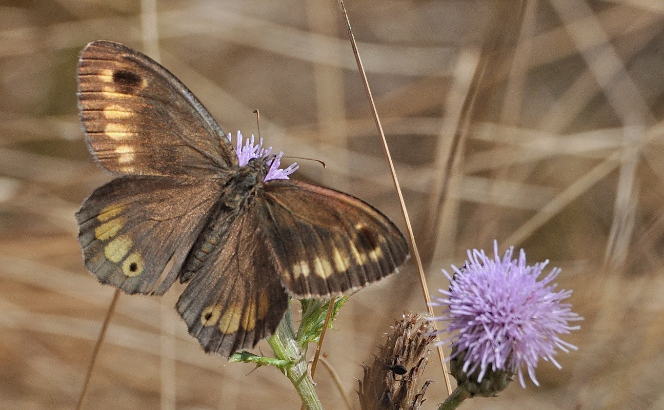 photo B060140, © Adriaan van Os, S�v�rac-le-Chateau 11-08-2020, altitude 725 m, Arethusana arethusa