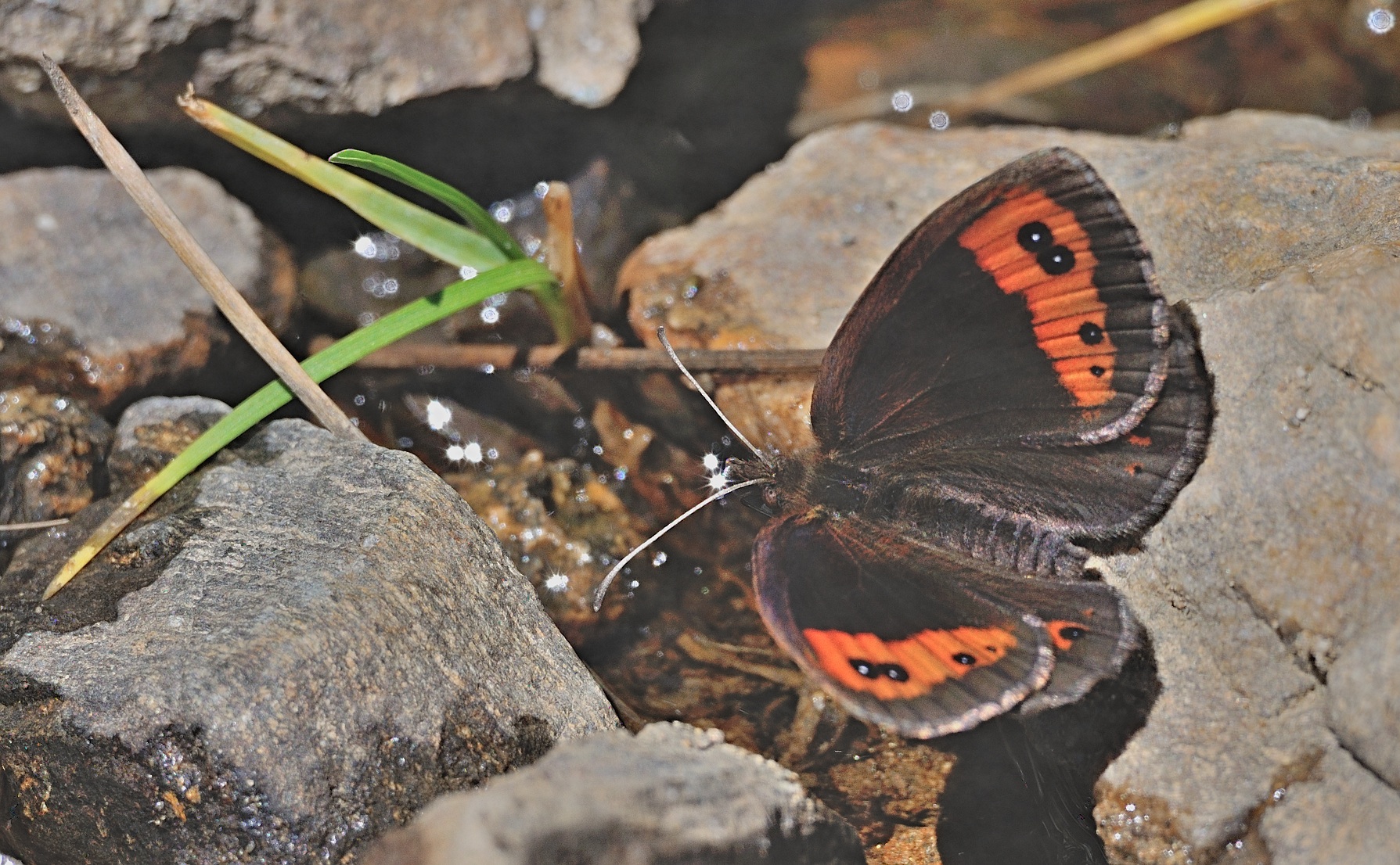 foto B060363, © Adriaan van Os, Corsavy 04-09-2020, hoogte 1400 m, ♂ Erebia neoridas