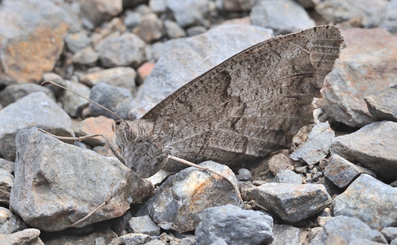Foto B060540, © Adriaan van Os, Banyuls-sur-Mer 07-09-2020, H�he 350 m, Hipparchia statilinus