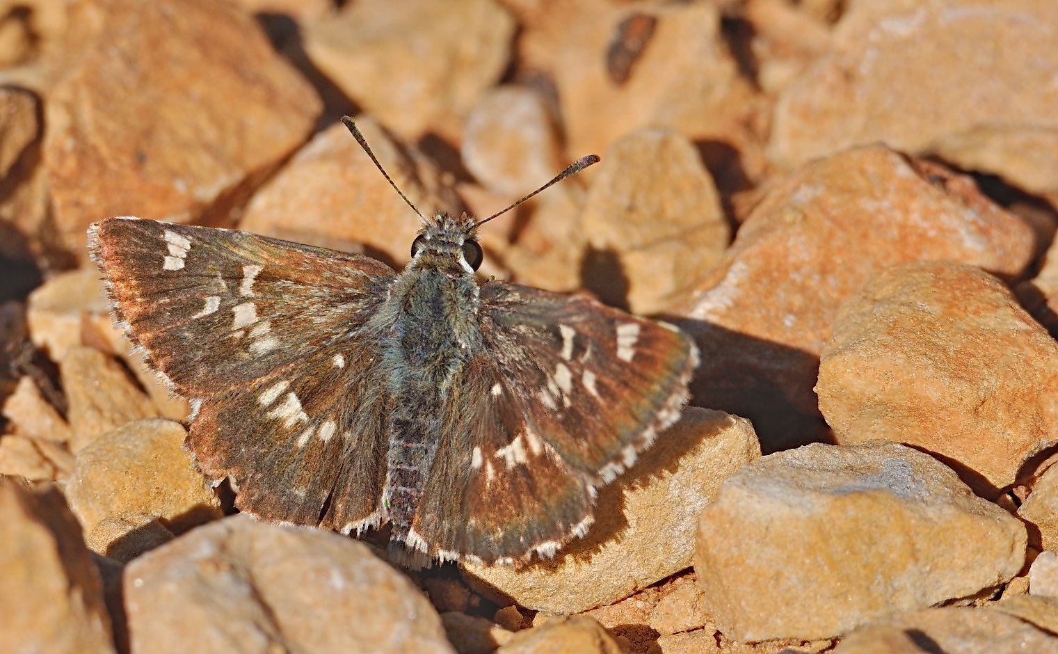 photo B061316, © Adriaan van Os, Gand�a 13-10-2020, altitude 200 m, Muschampia proto