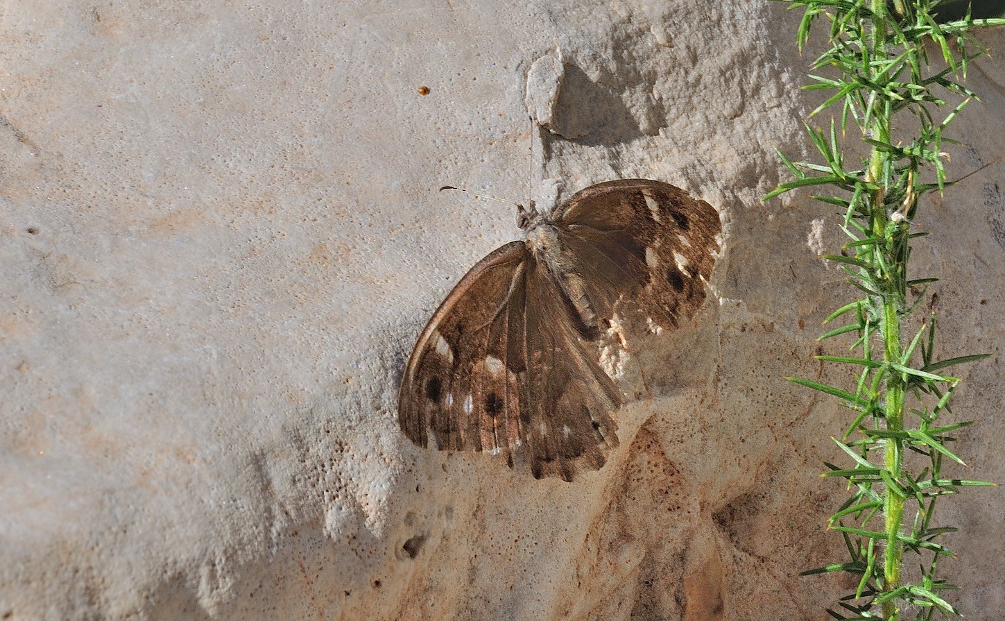 foto B061341, © Adriaan van Os, Gand�a 13-10-2020, altitud 200 m, ♀ Hipparchia fidia