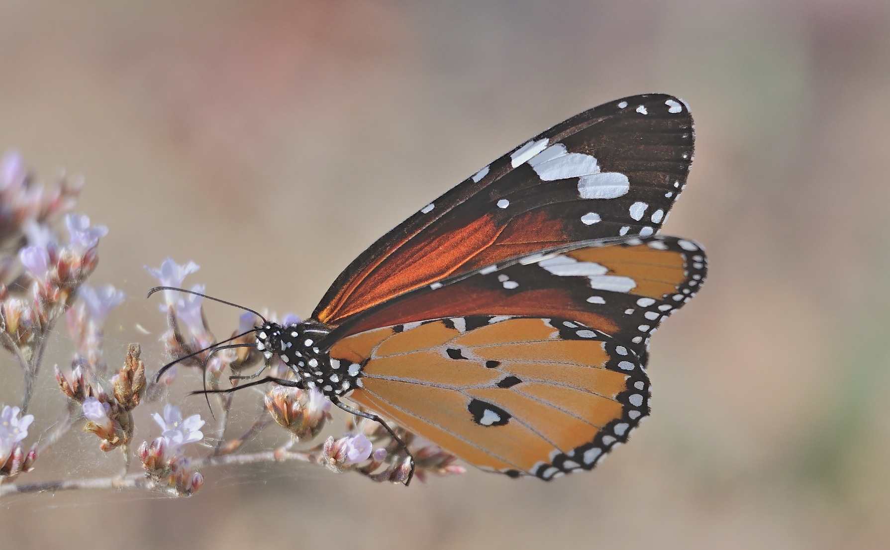 Foto B061506, © Adriaan van Os, San Felipe Neri 17-10-2020, ♂ Danaus chrysippus