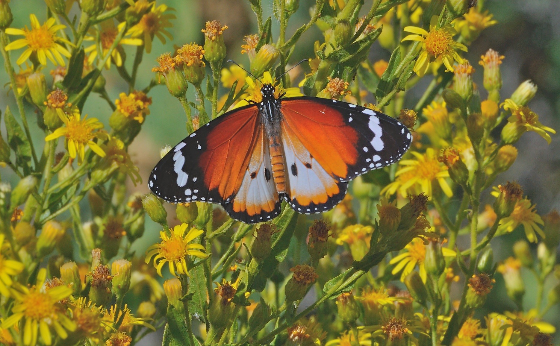 foto B061876, © Adriaan van Os, San Felipe Neri 17-10-2020, ♂ Danaus chrysippus f. alcippus