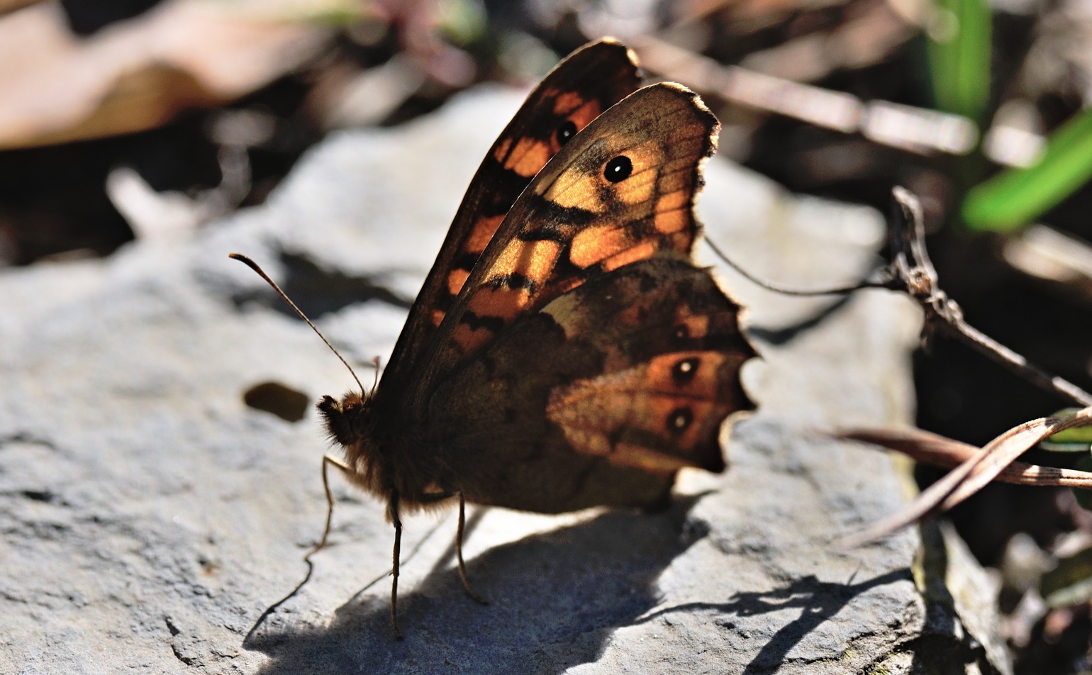 foto B067359, © Adriaan van Os, Coustouges 18-02-2022, altitud 800 m, Pararge aegeria