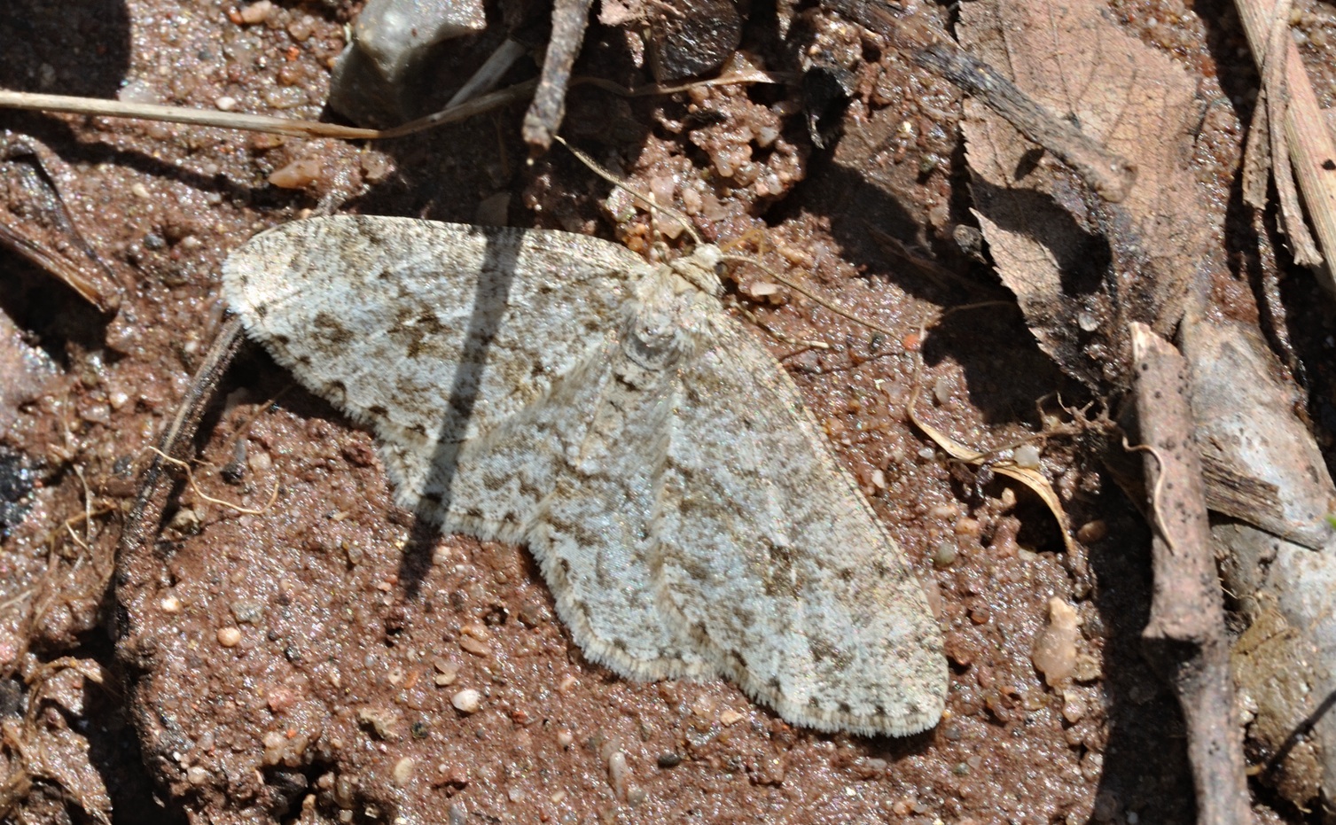 Foto B067399, © Adriaan van Os, Coustouges 06-04-2022, H�he 820 m, Ectropis crepuscularia