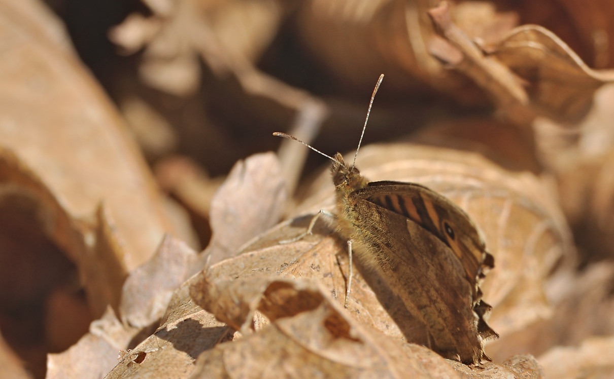 foto B067418, © Adriaan van Os, Coustouges 06-04-2022, altitud 820 m, Pararge aegeria