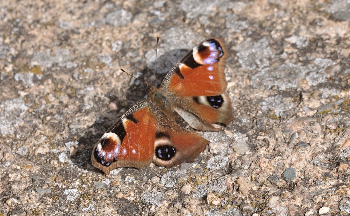 Foto B067506, © Adriaan van Os, Coustouges 14-04-2022, H�he 820 m, Aglais io