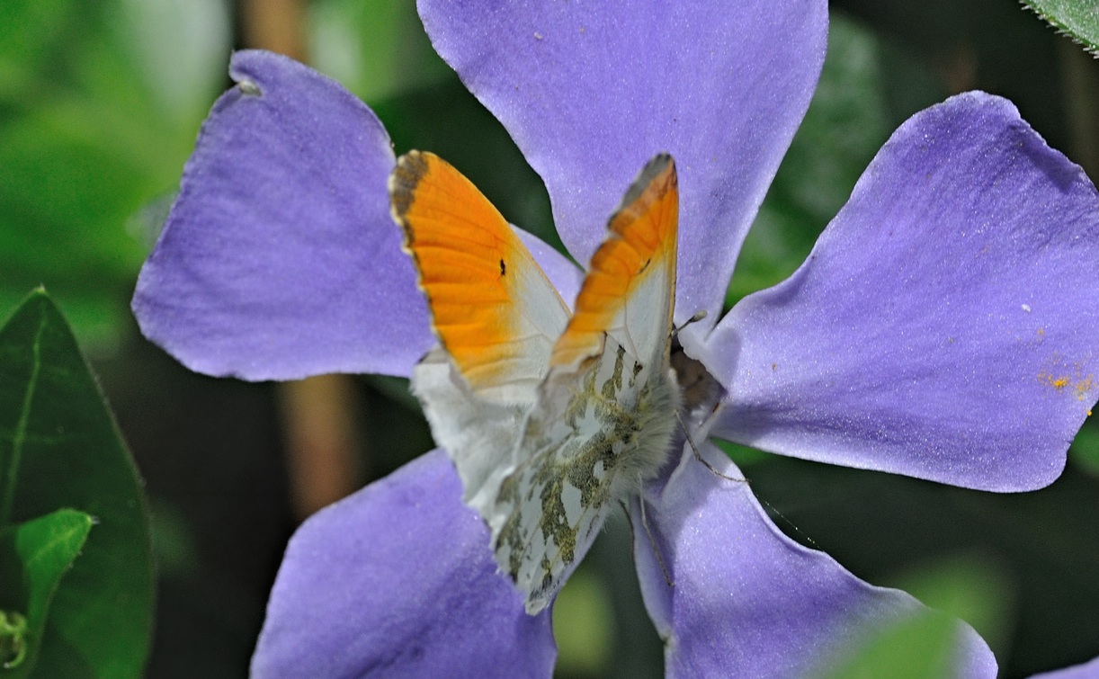 foto B067538, © Adriaan van Os, Coustouges 15-04-2022, altitud 820 m, ♂ Anthocharis cardamines