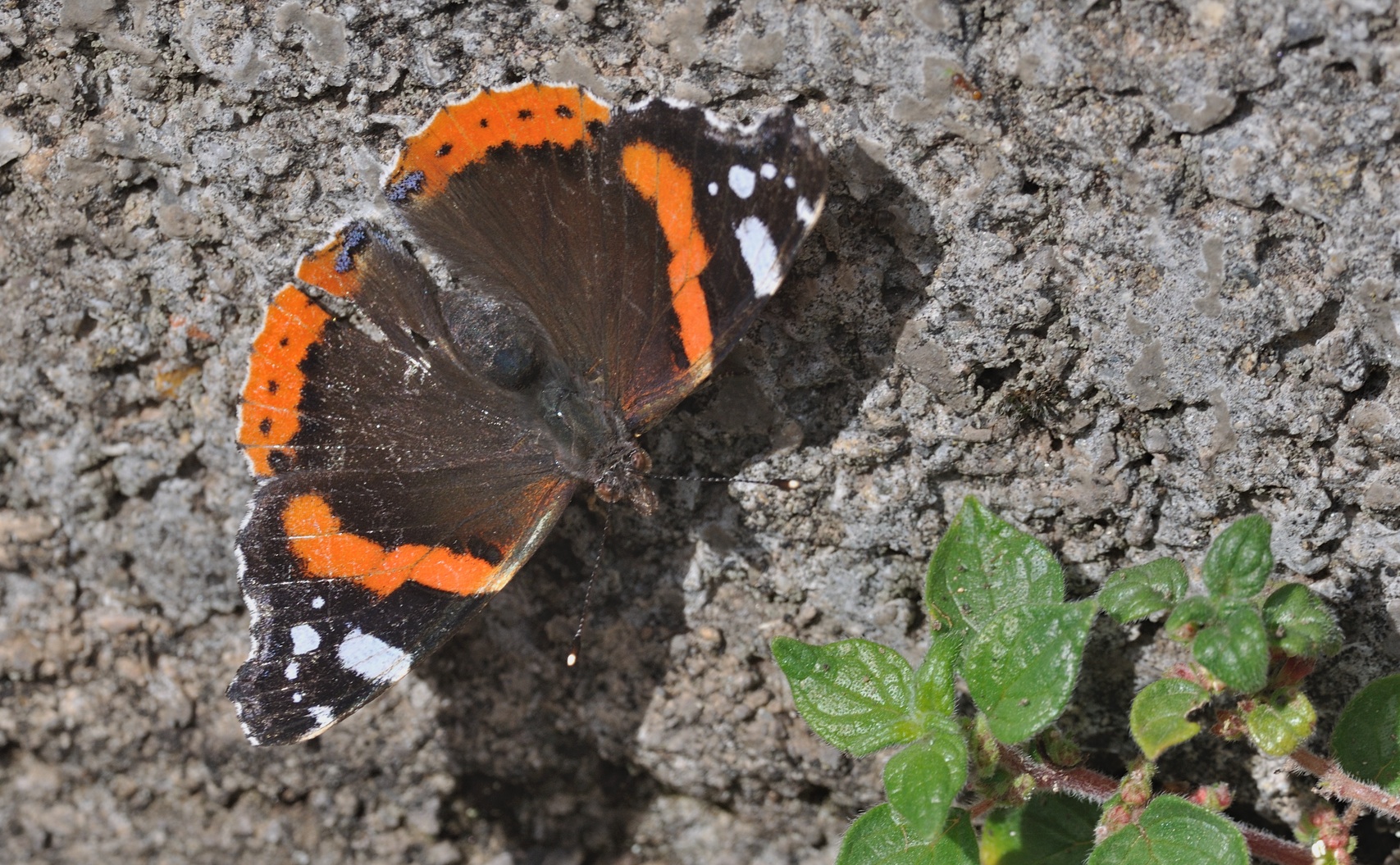 foto B067656, © Adriaan van Os, Coustouges 22-04-2022, altitud 820 m, Vanessa atalanta