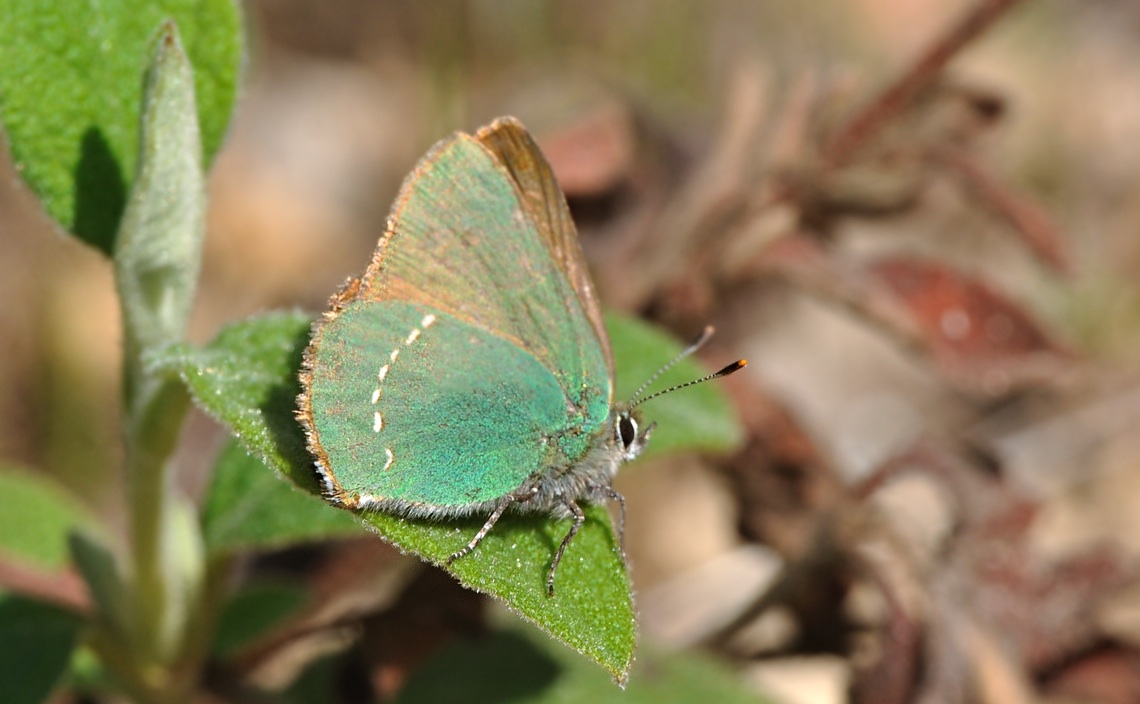 photo B067662, © Adriaan van Os, Coustouges 26-04-2022, altitude 820 m, Callophrys rubi